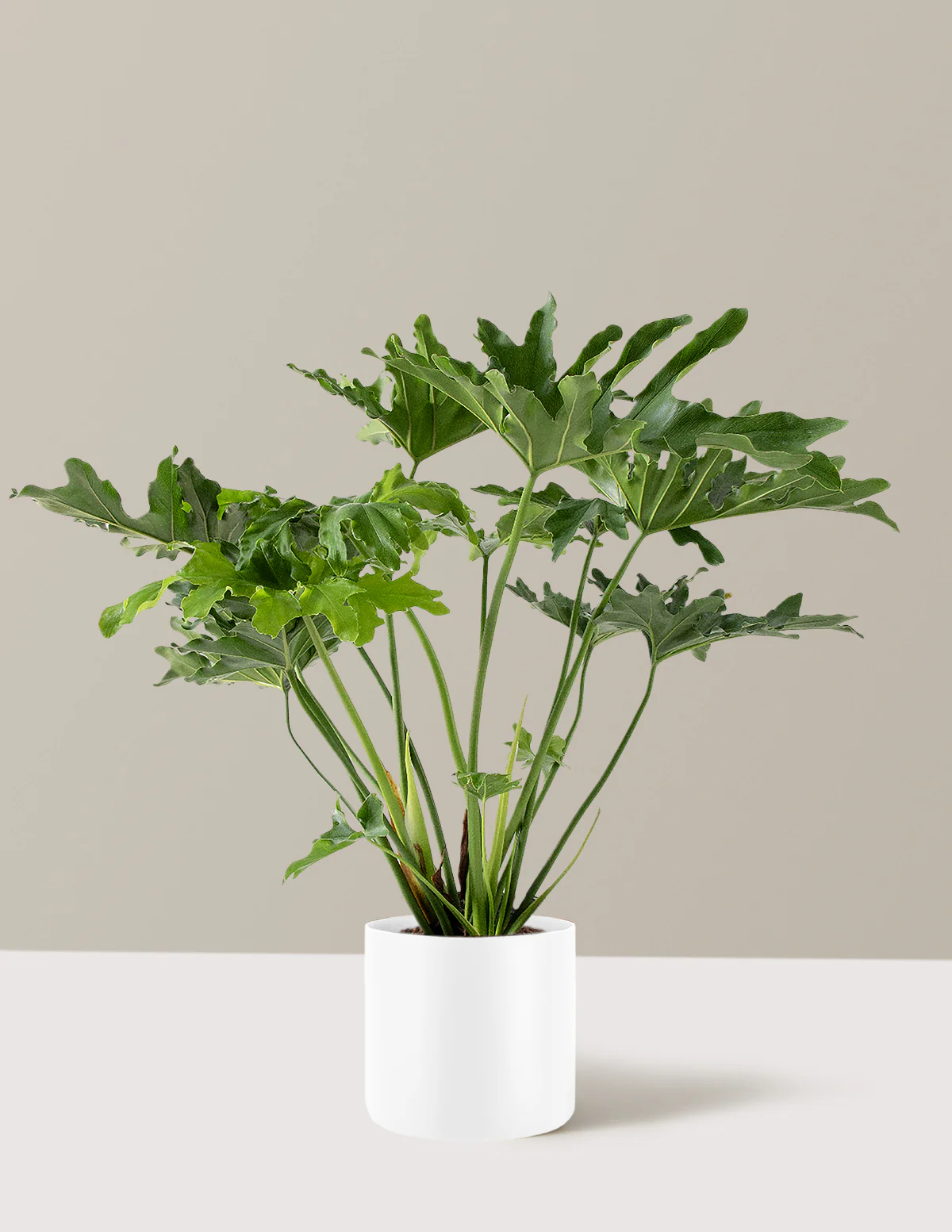 Large Philodendron Selloum Hope - Image 4
