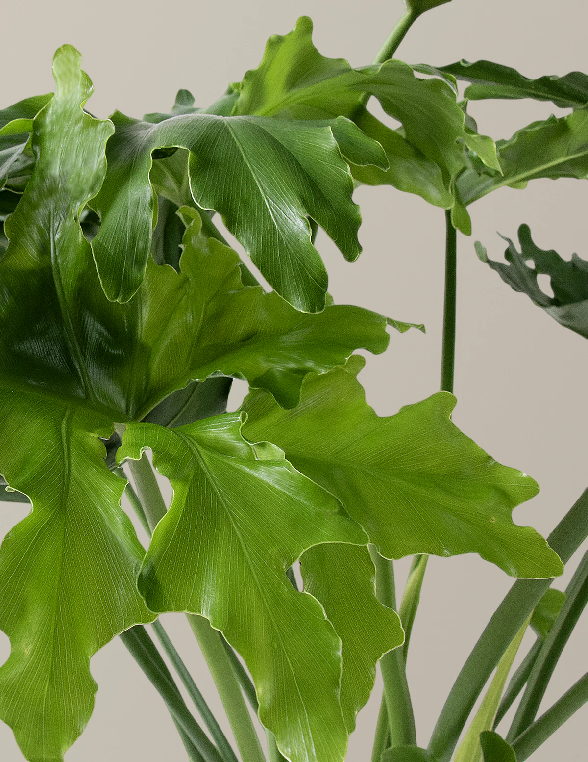 Large Philodendron Selloum Hope - Image 6