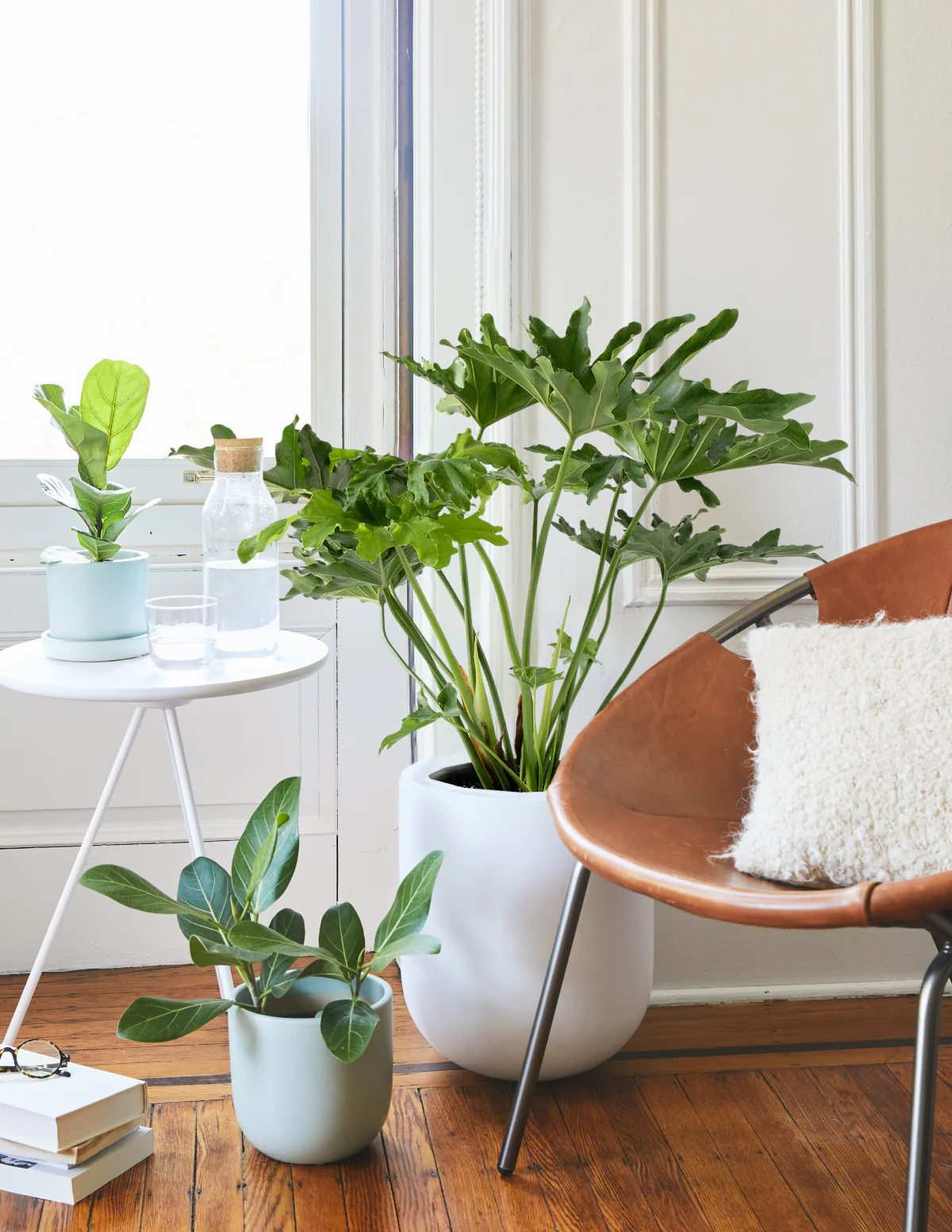 Large Philodendron Selloum Hope - Image 8