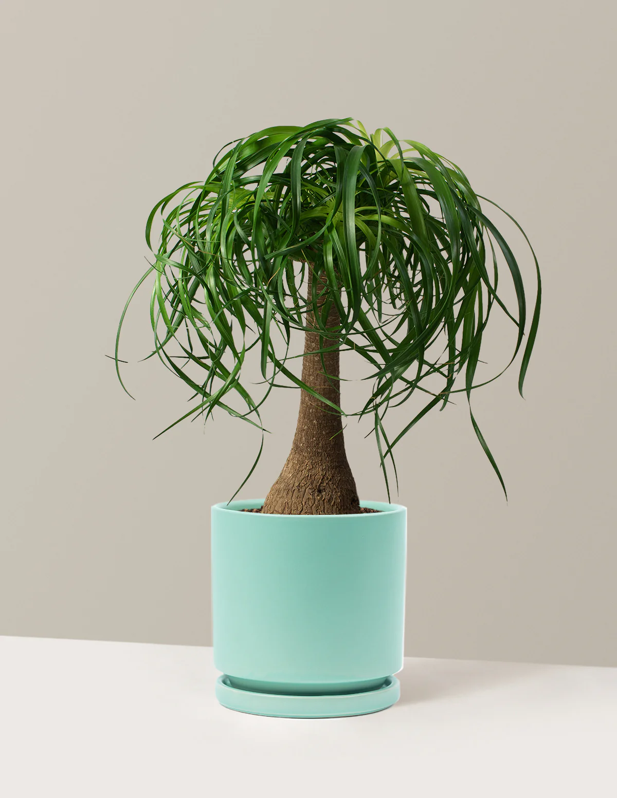Ponytail Palm - Image 11