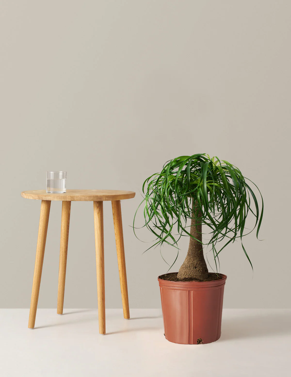 Ponytail Palm - Image 12