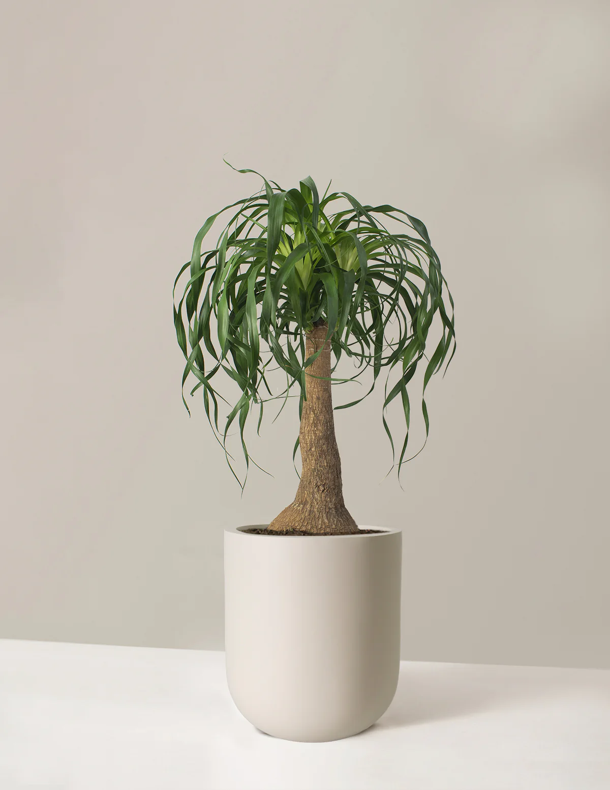 Ponytail Palm - Image 13