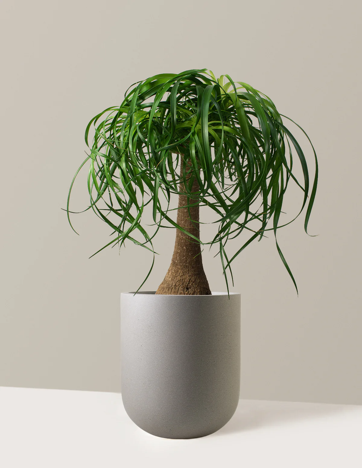 Ponytail Palm - Image 15