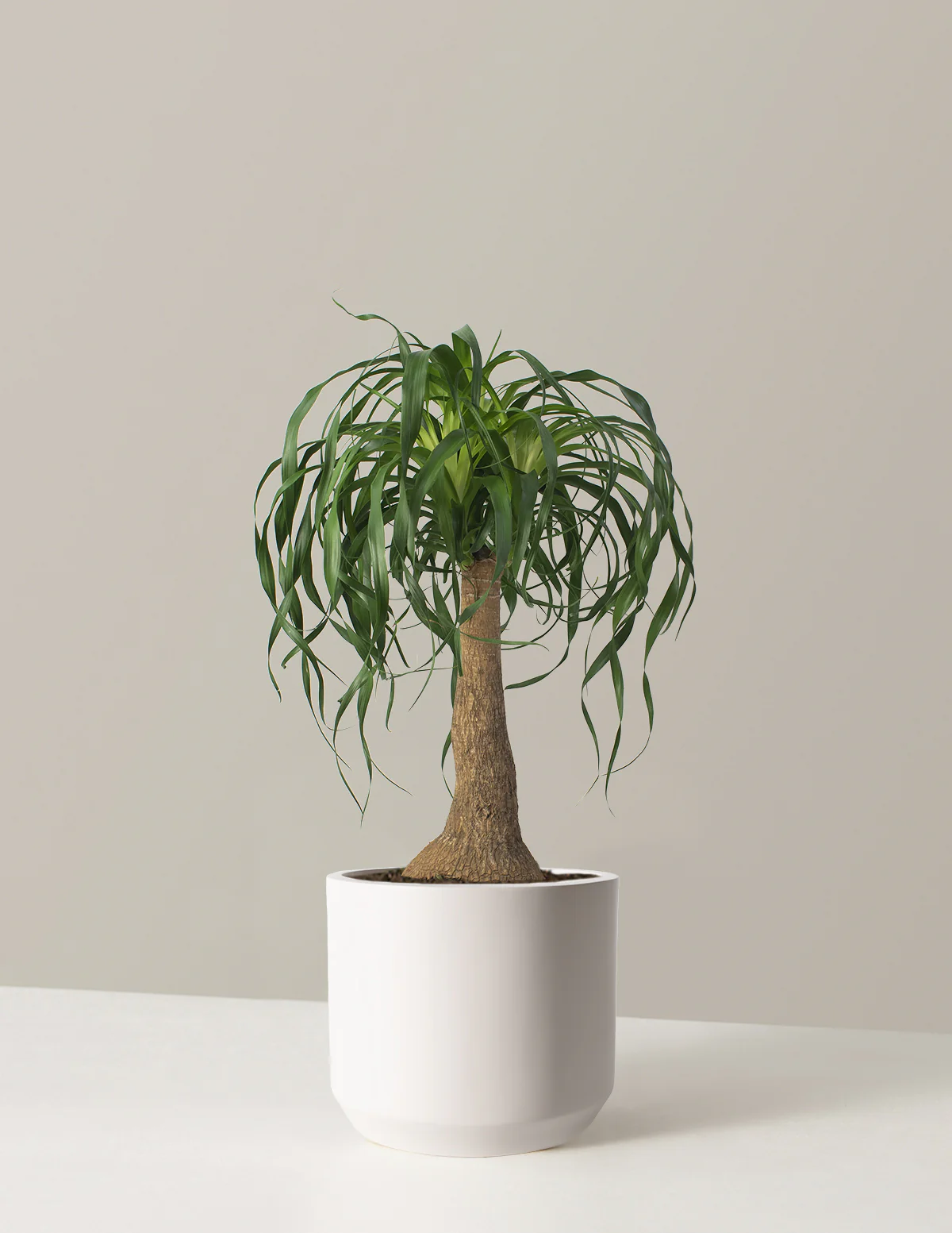 Ponytail Palm - Image 17