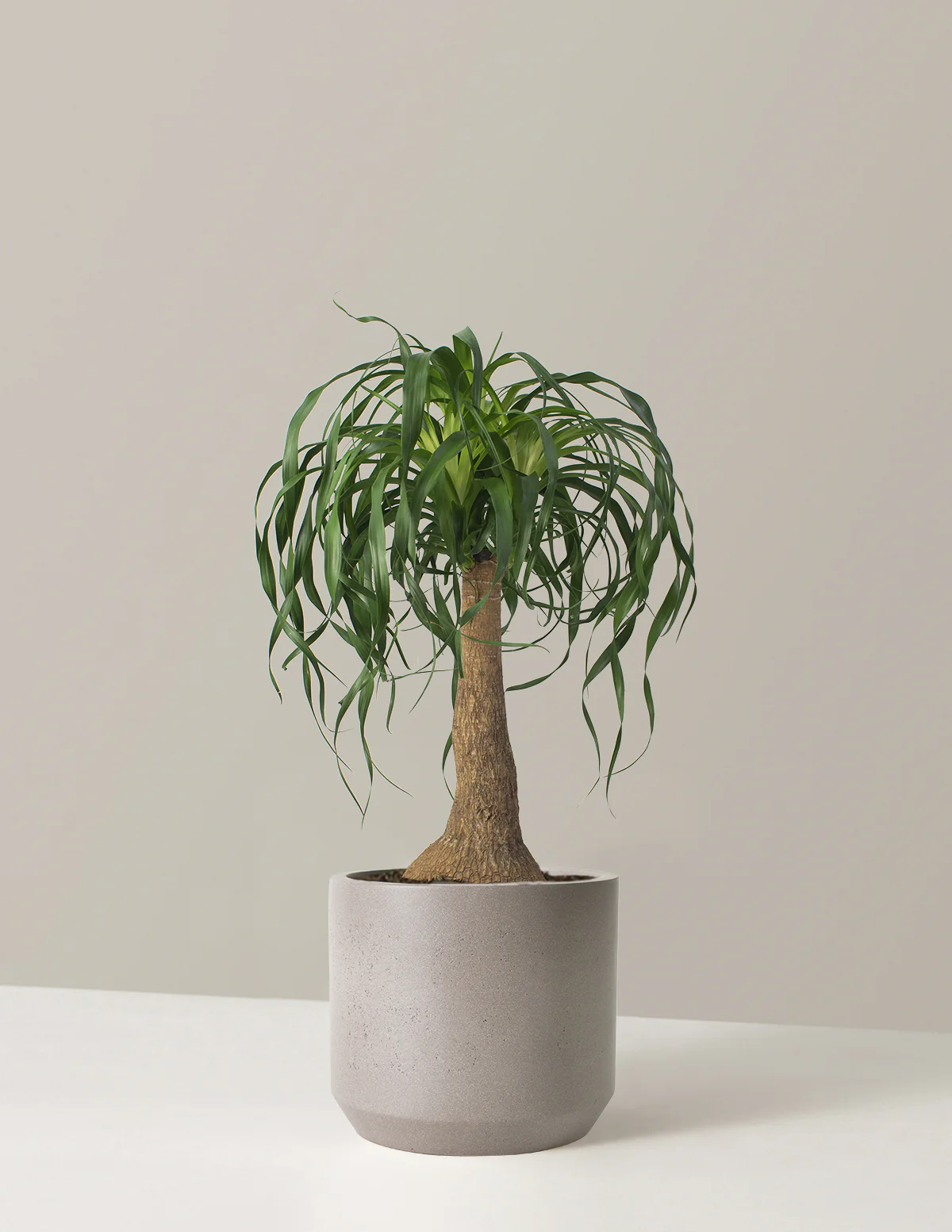Ponytail Palm - Image 18