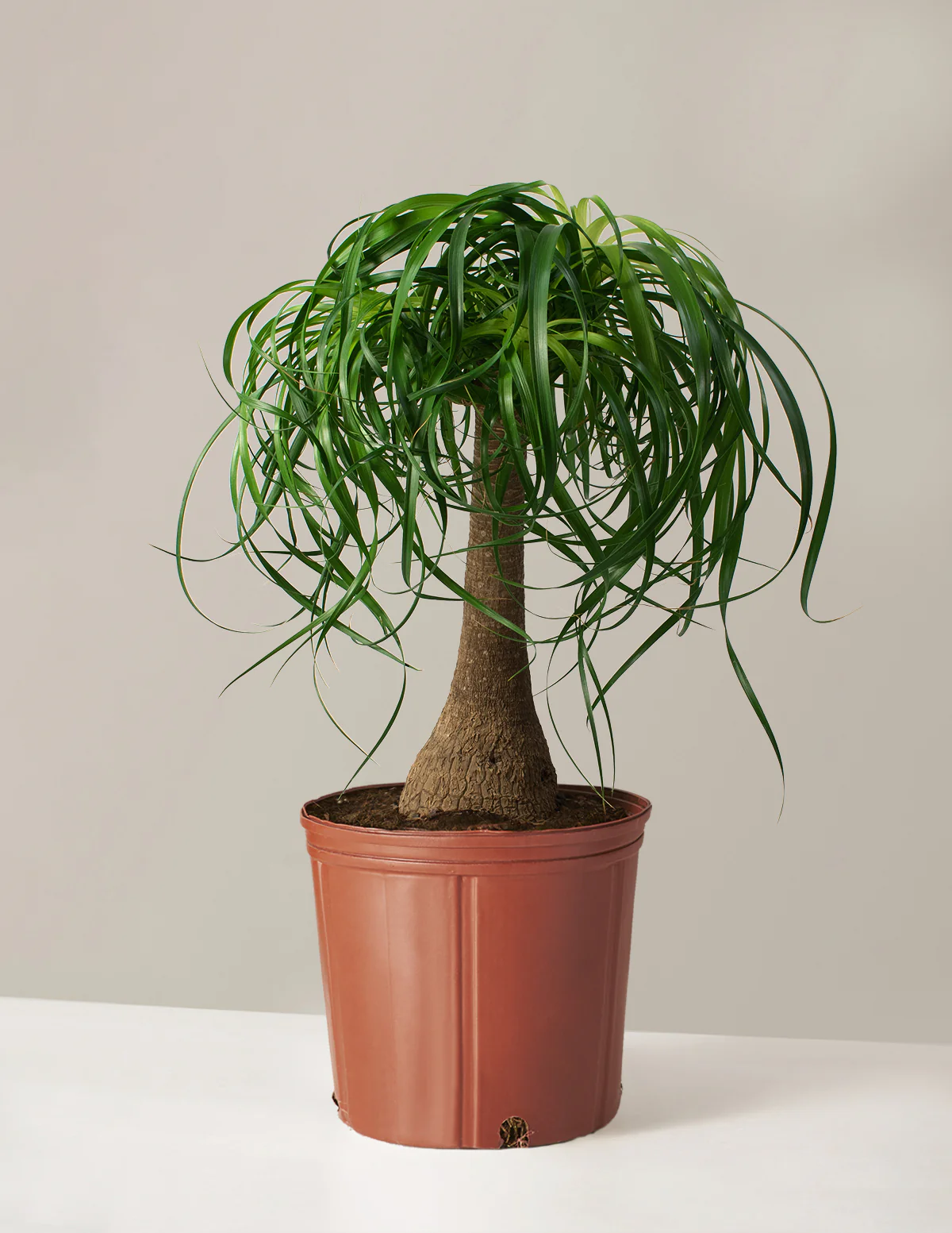 Ponytail Palm - Image 19
