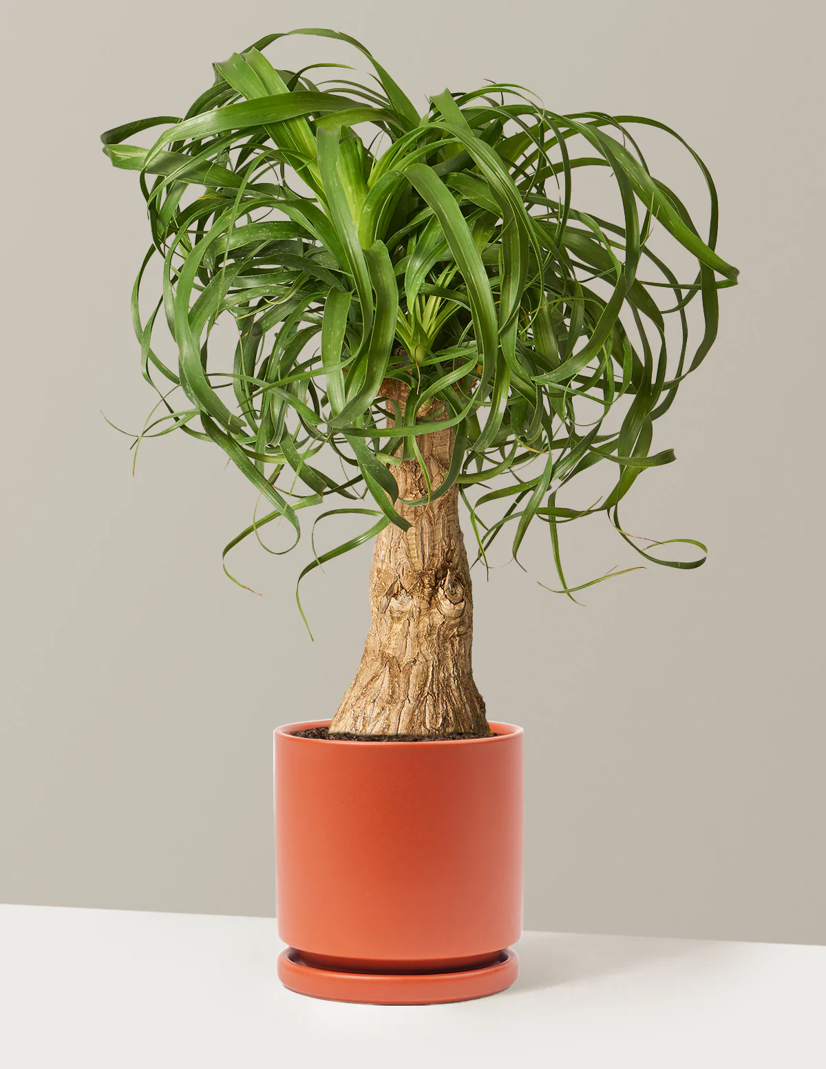 Ponytail Palm - Image 21