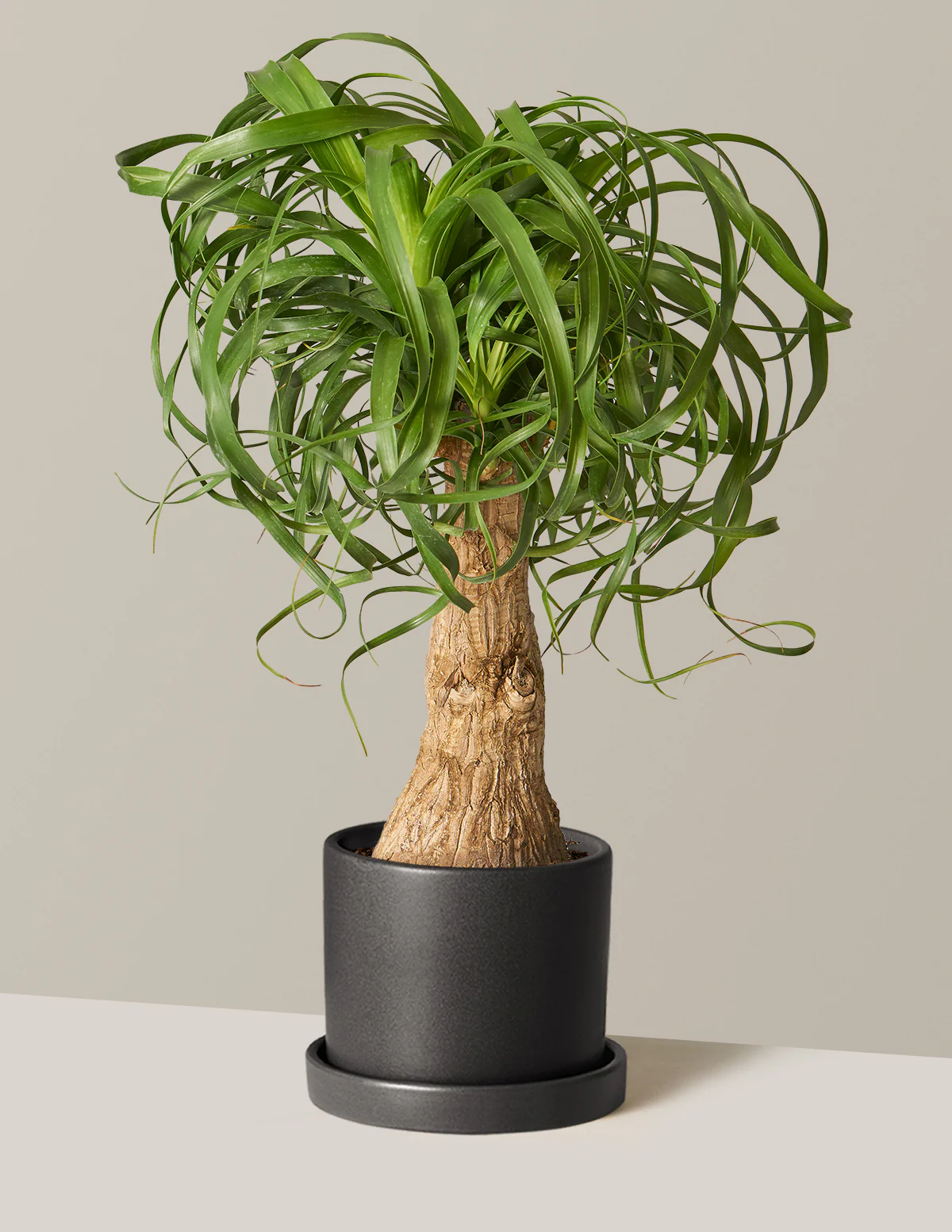 Ponytail Palm - Image 22
