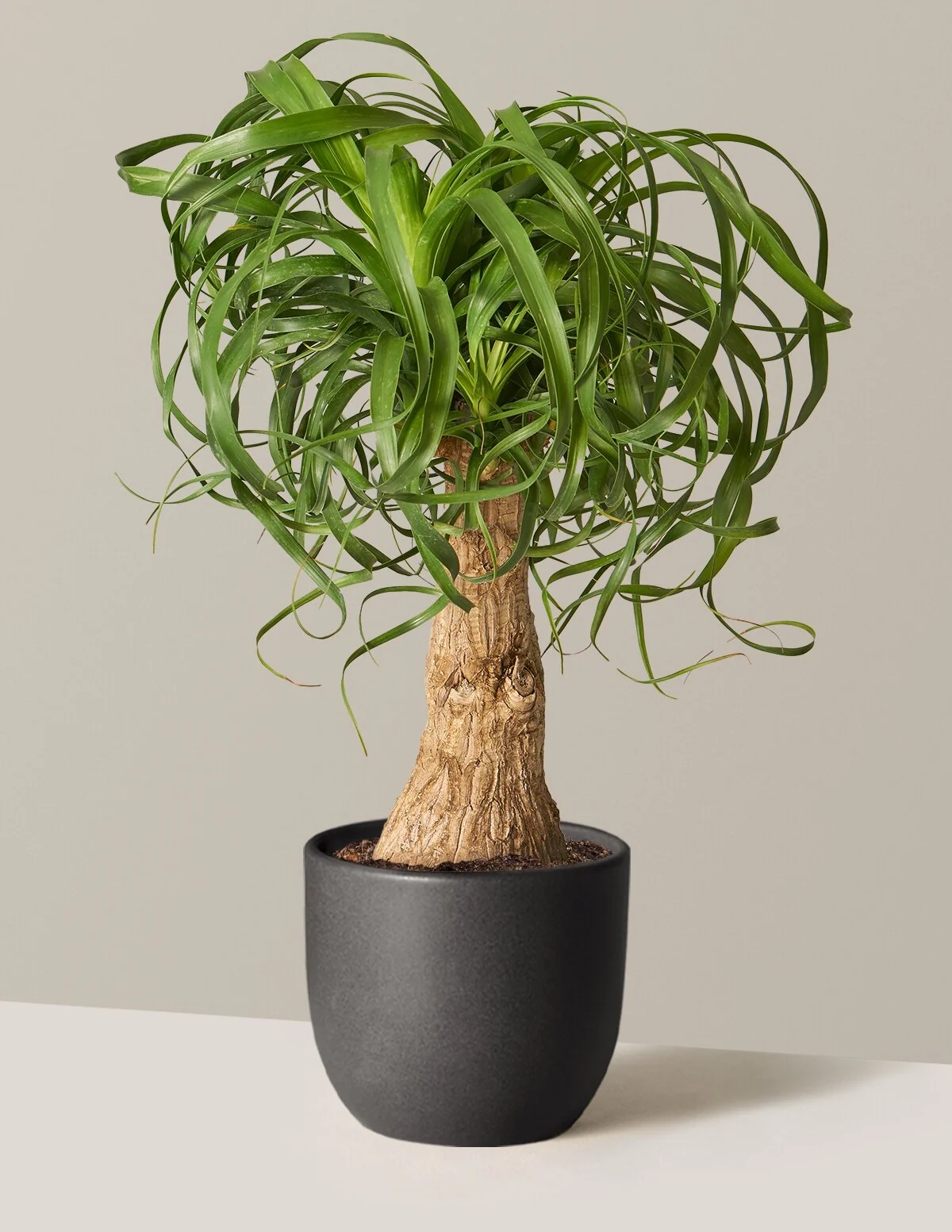 Ponytail Palm - Image 23