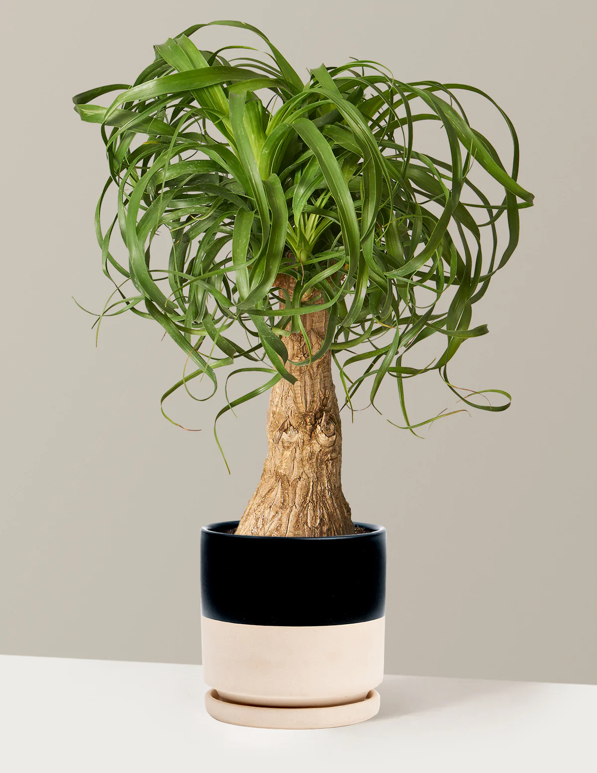 Ponytail Palm - Image 25
