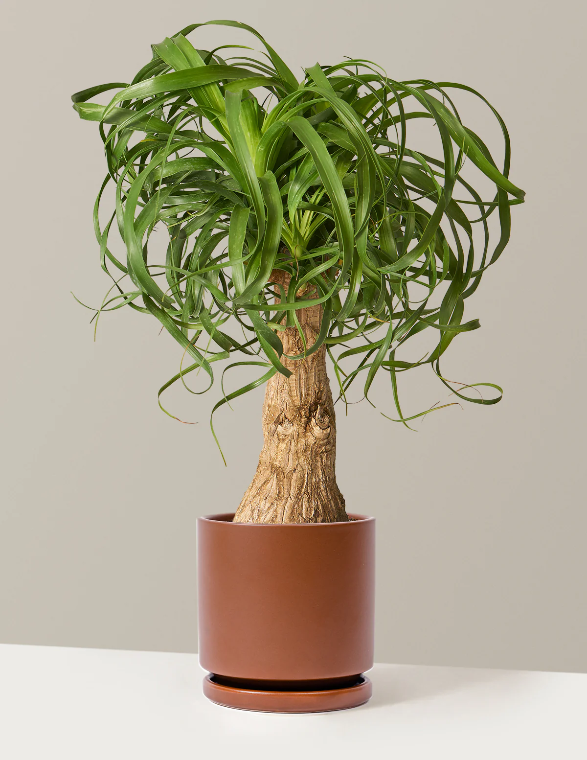 Ponytail Palm - Image 26