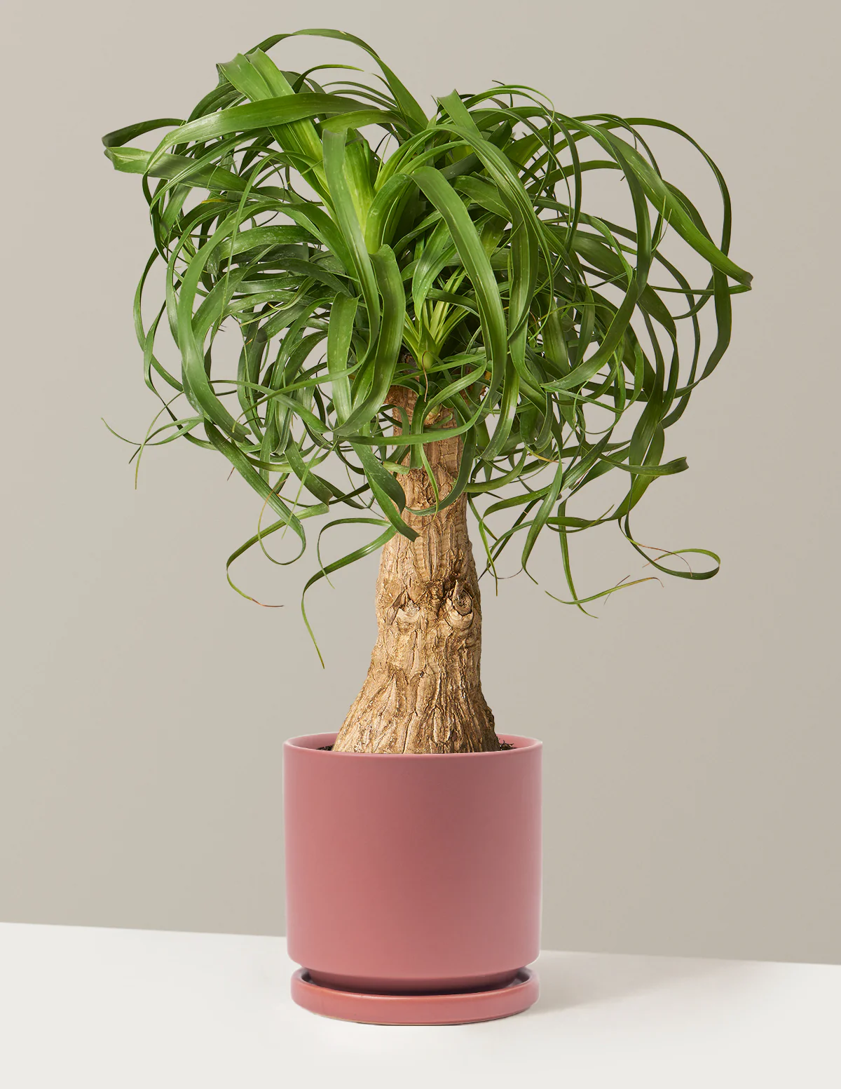 Ponytail Palm - Image 27