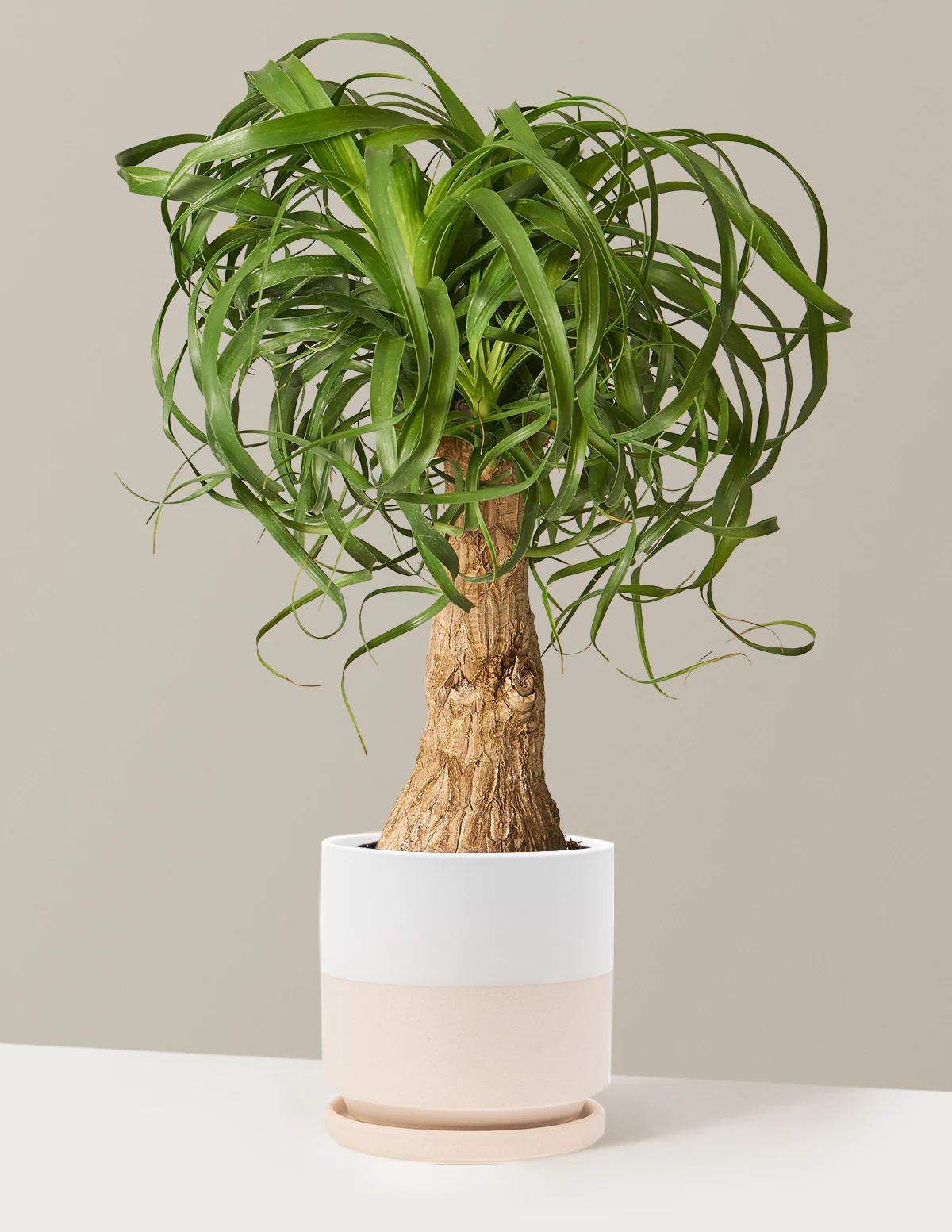 Ponytail Palm - Image 31