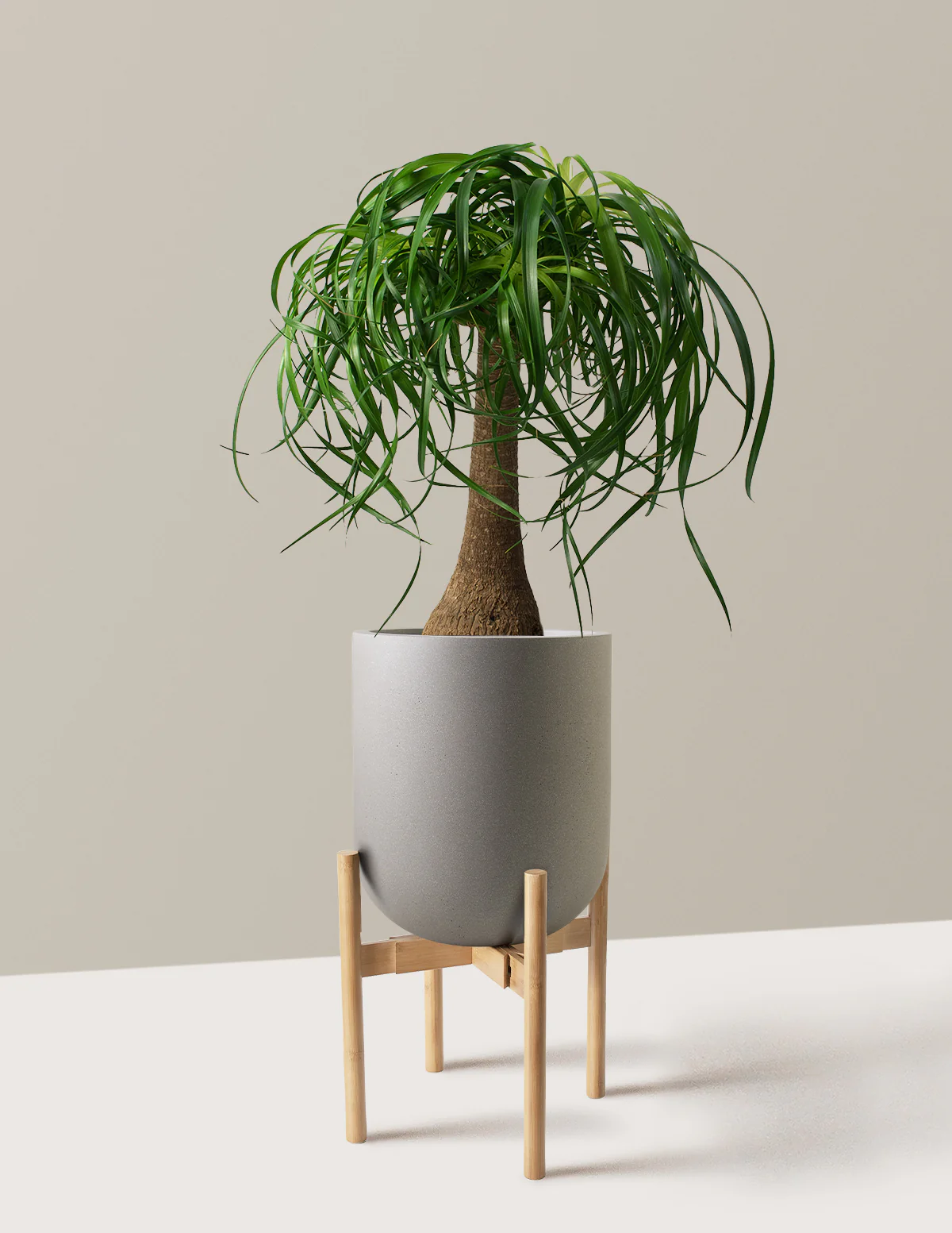 Ponytail Palm - Image 47