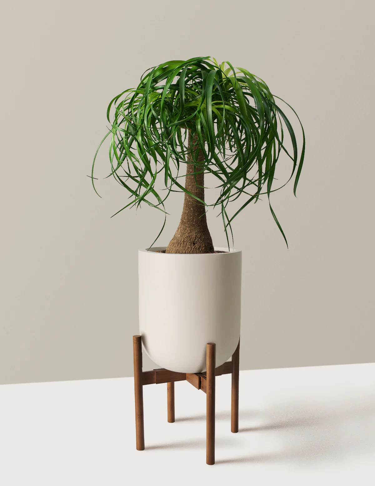 Ponytail Palm - Image 50