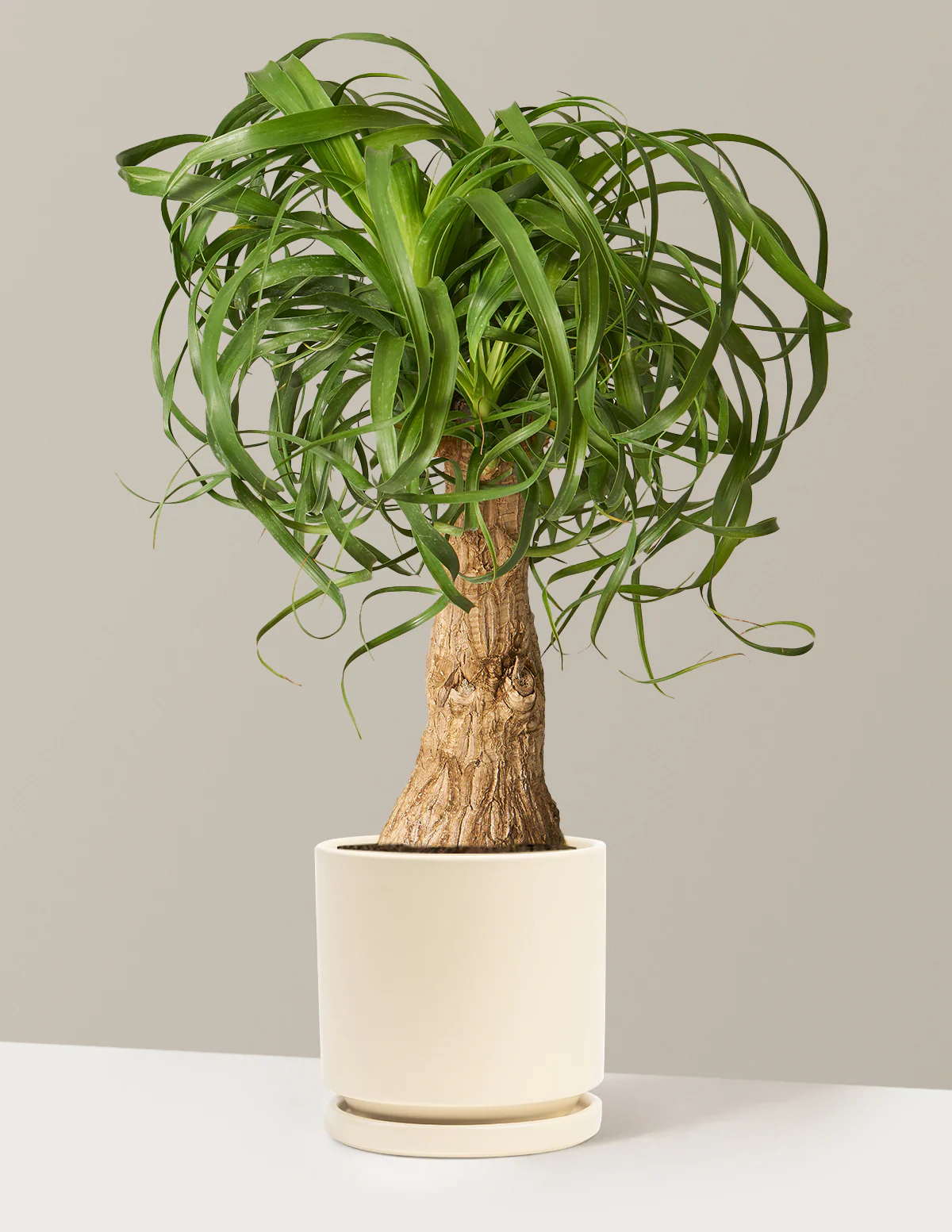 Ponytail Palm - Image 51