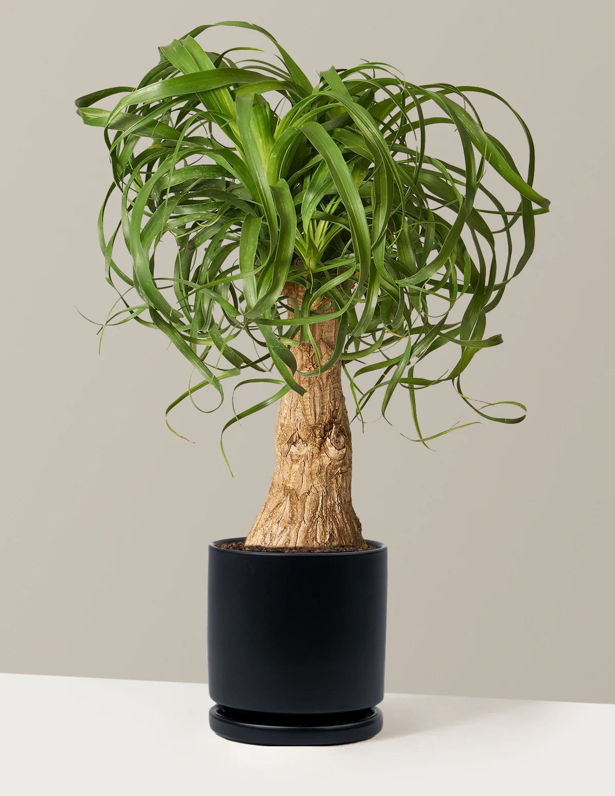 Ponytail Palm - Image 52