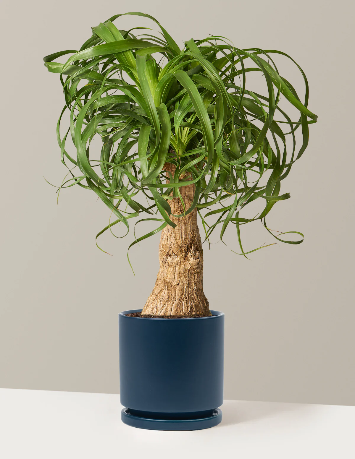 Ponytail Palm - Image 54
