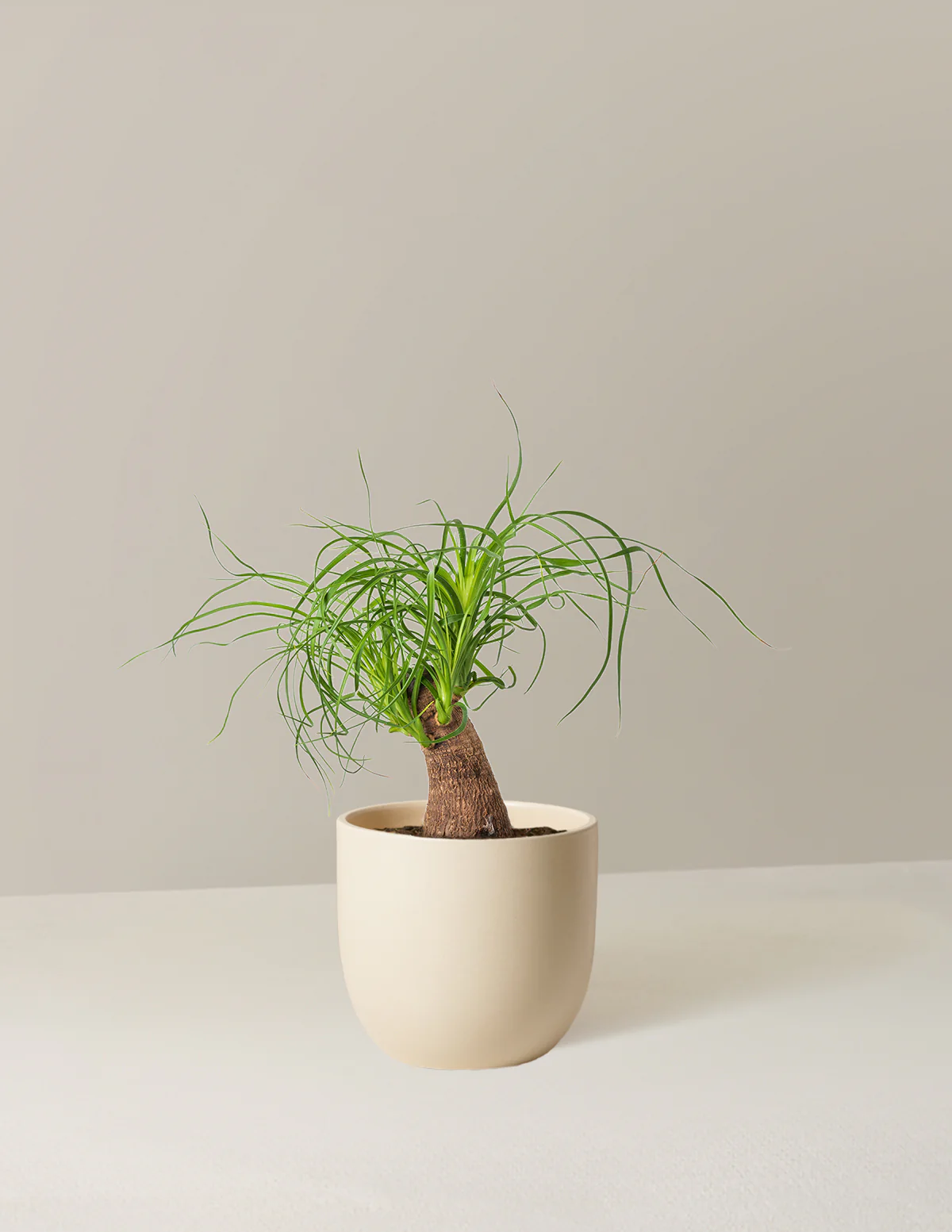 Ponytail Palm - Image 56