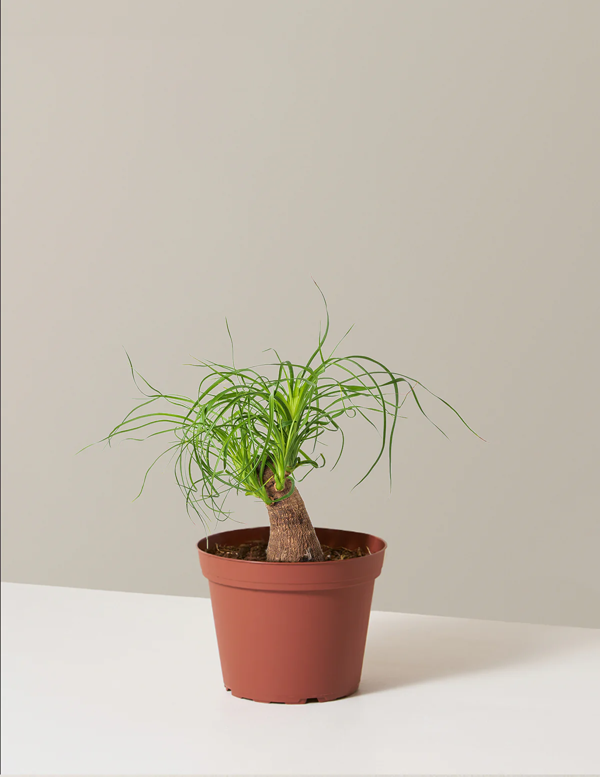 Ponytail Palm - Image 57