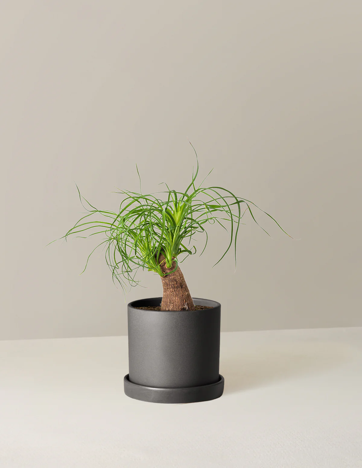 Ponytail Palm - Image 58