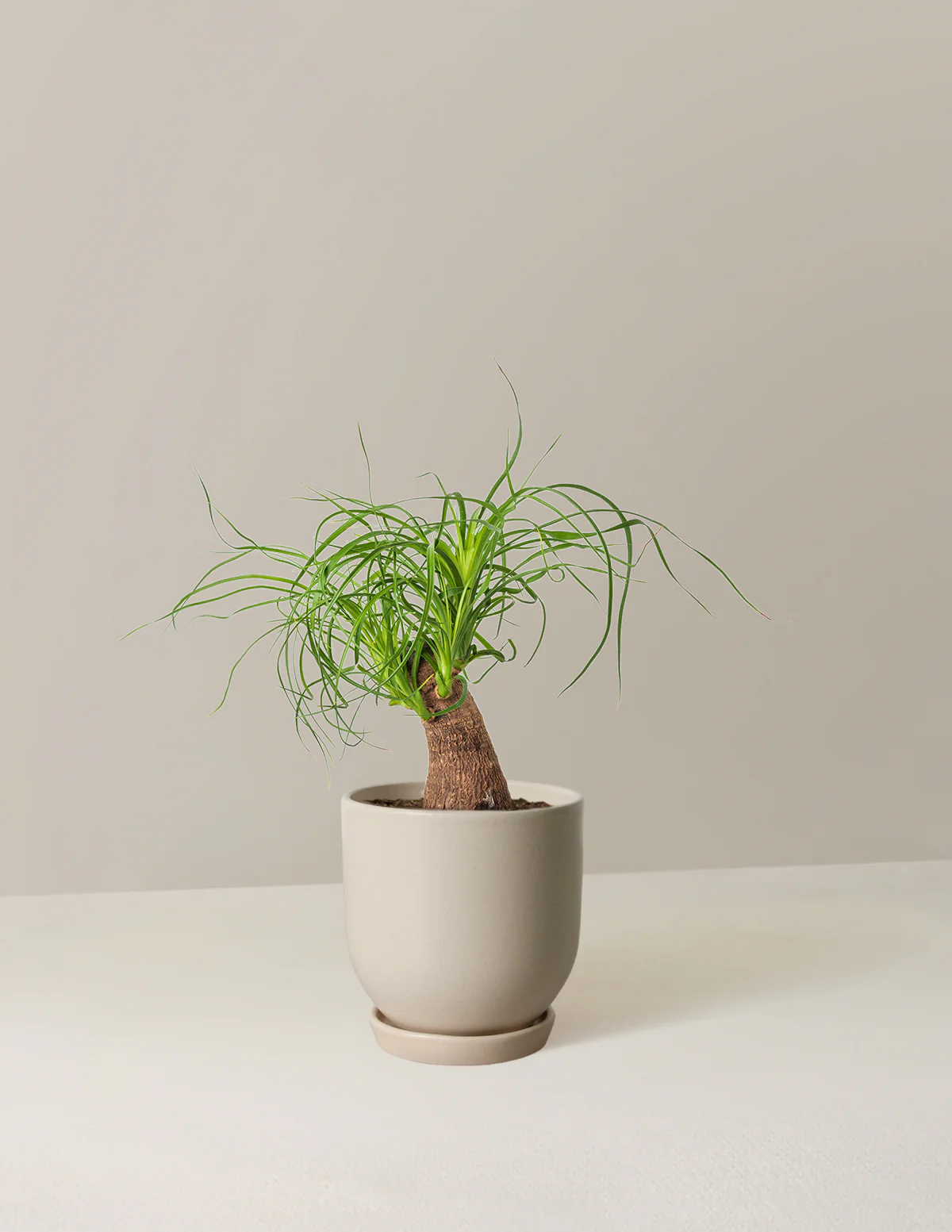 Ponytail Palm - Image 62