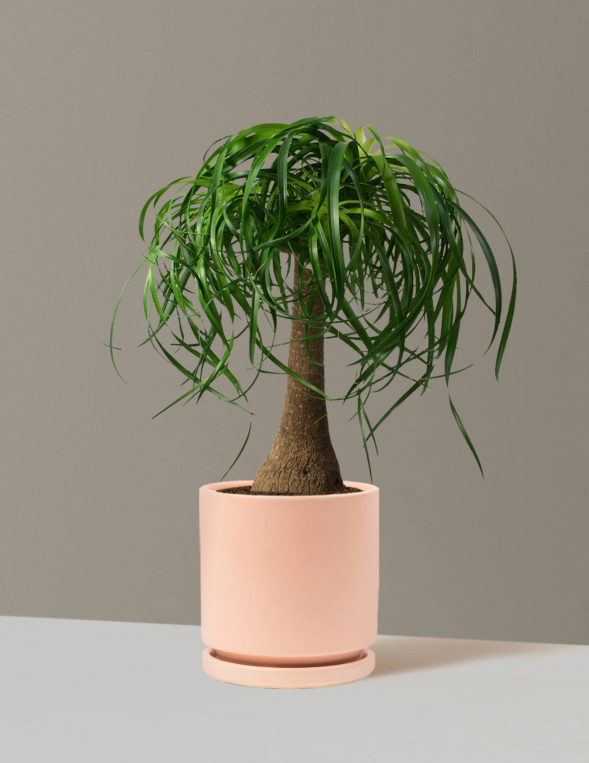 Ponytail Palm - Image 66