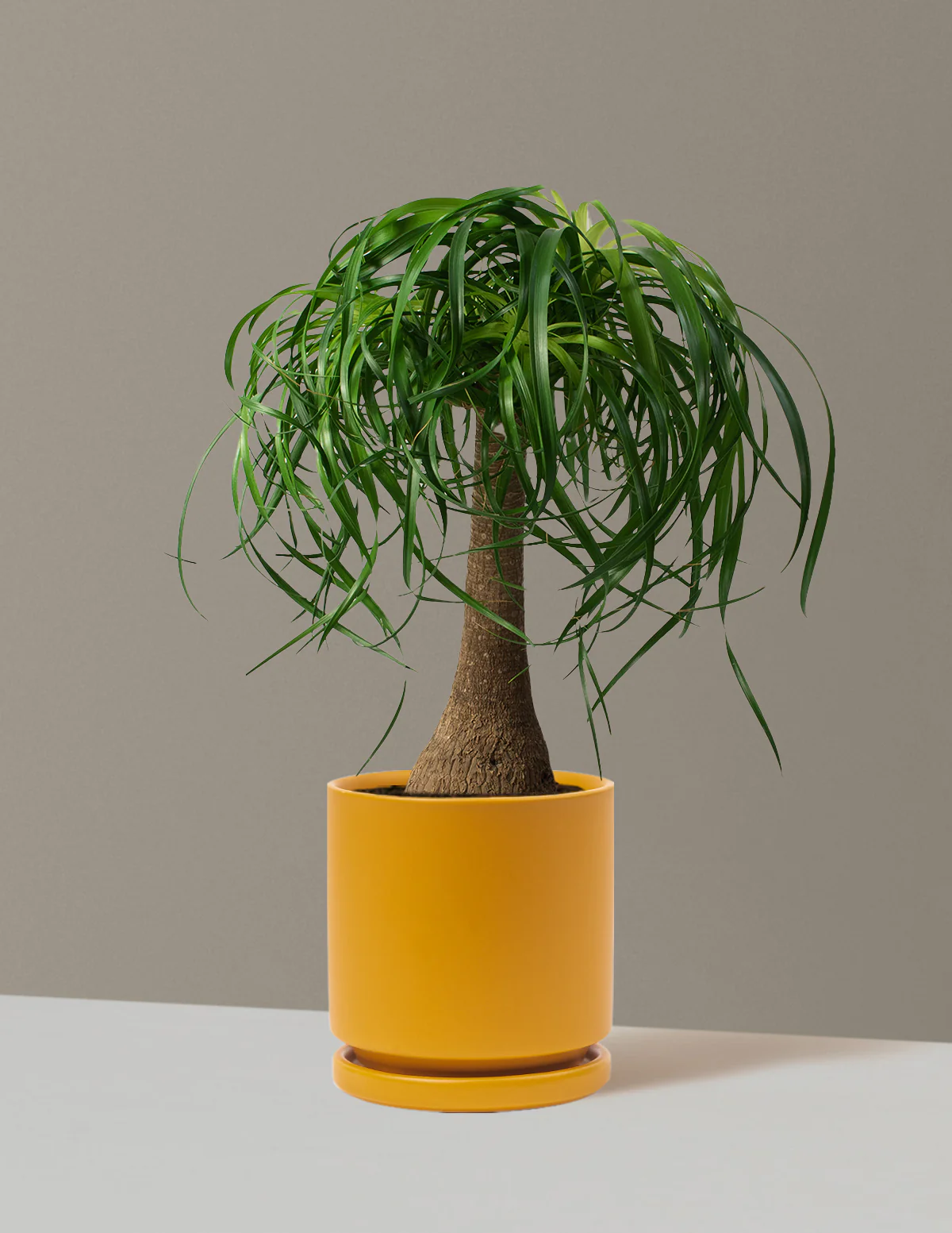 Ponytail Palm - Image 69