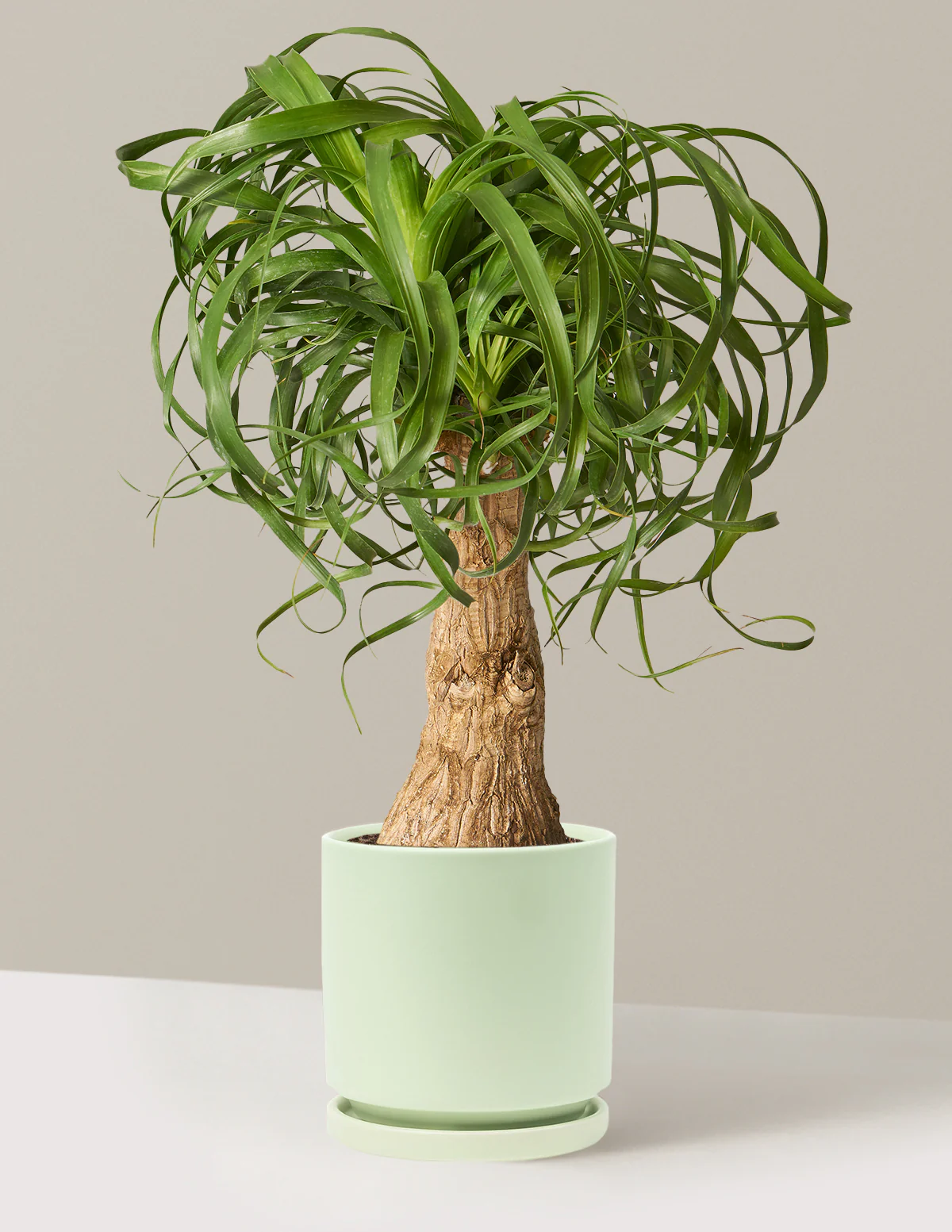 Ponytail Palm - Image 74