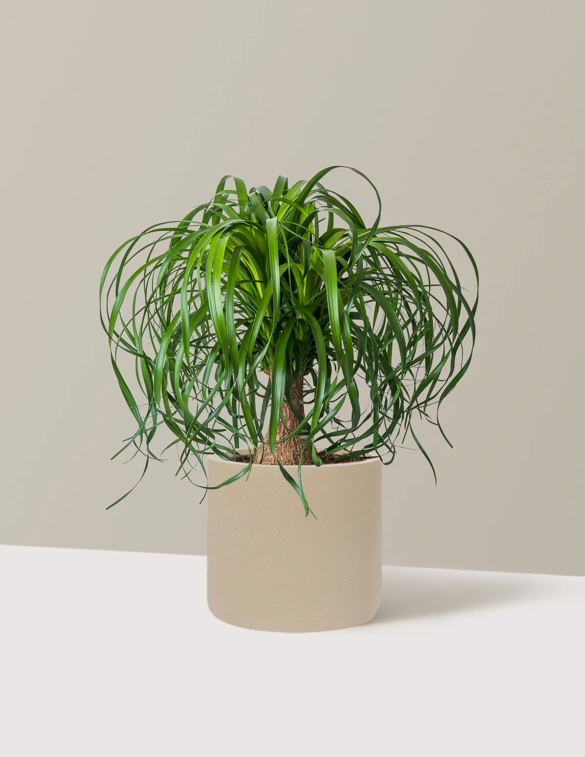 Ponytail Palm - Image 78