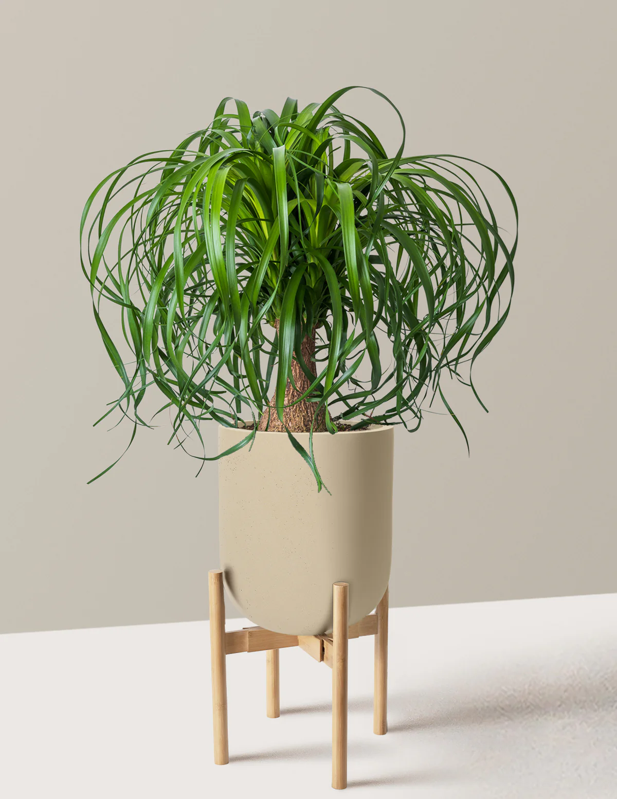 Ponytail Palm - Image 81