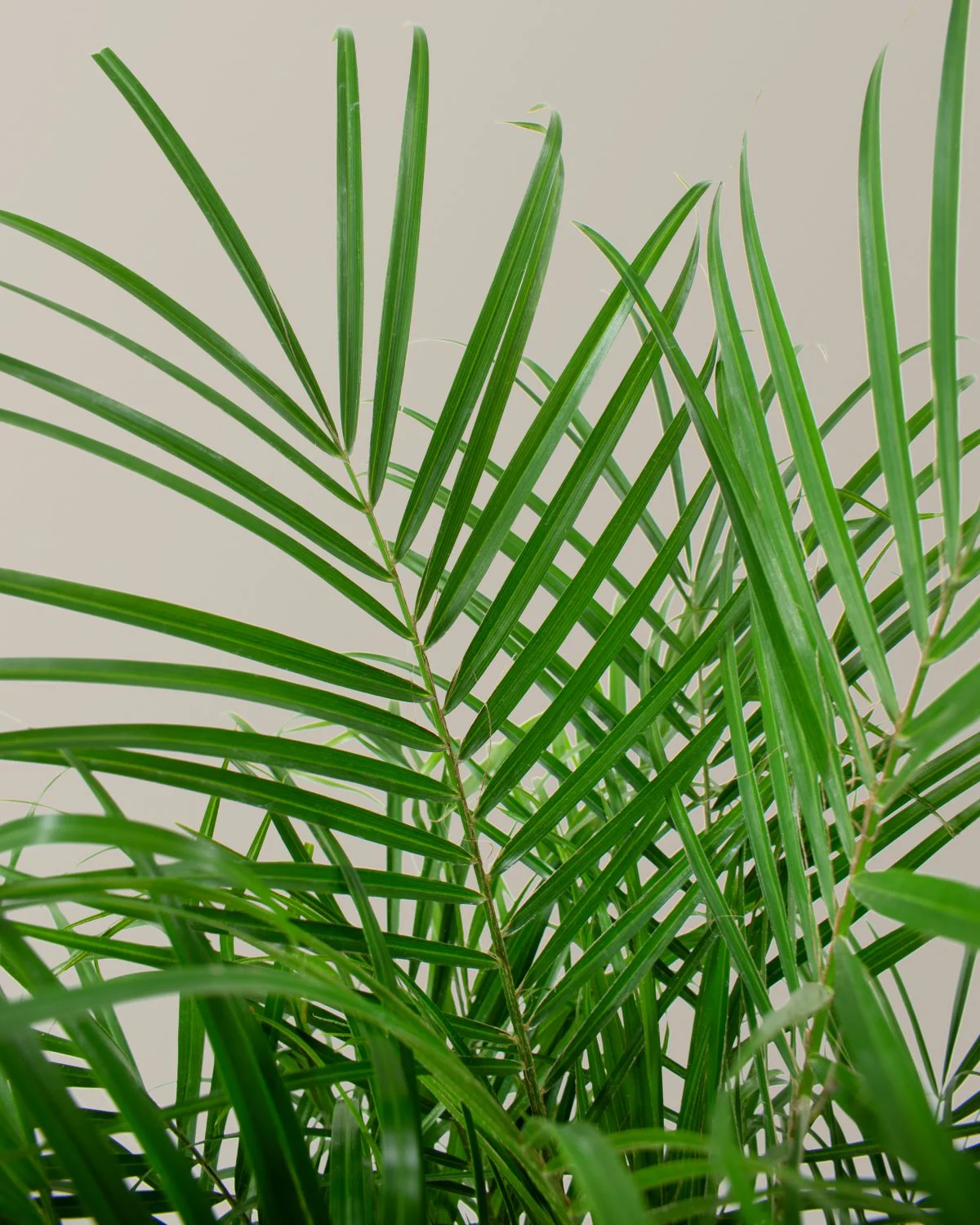 Large Pygmy Date Palm - Image 2