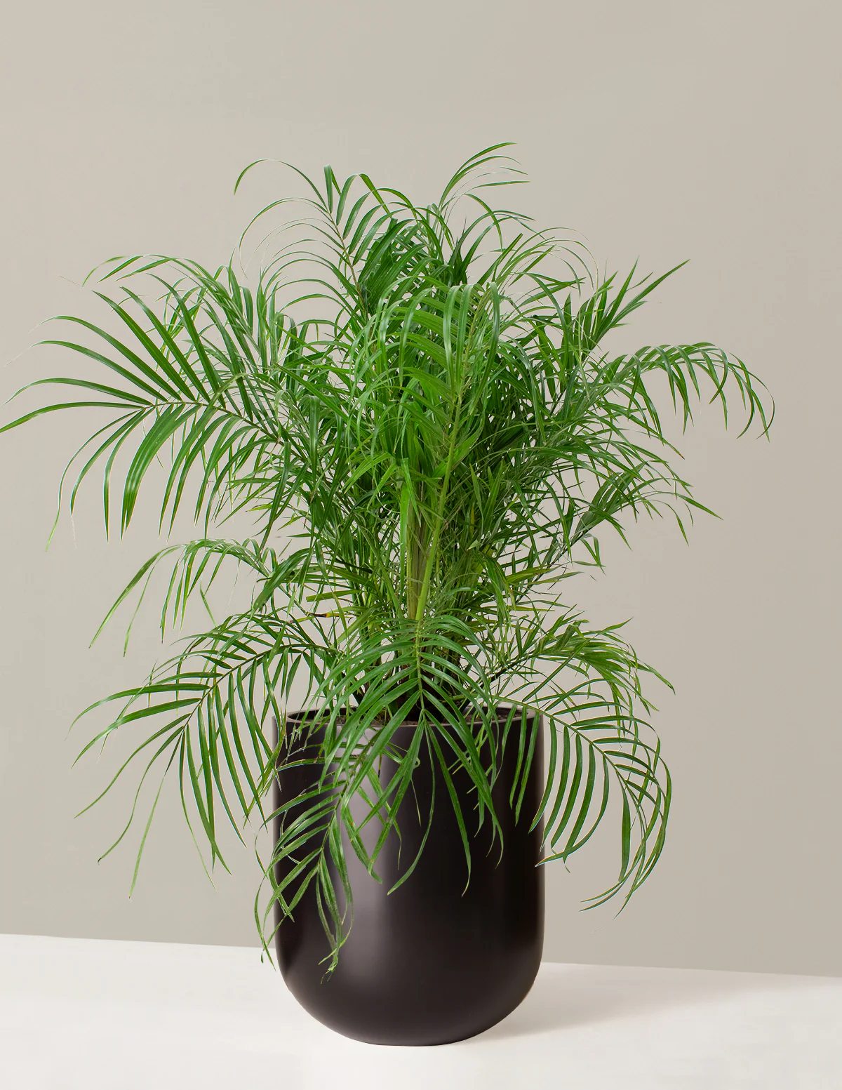 Large Pygmy Date Palm - Image 4
