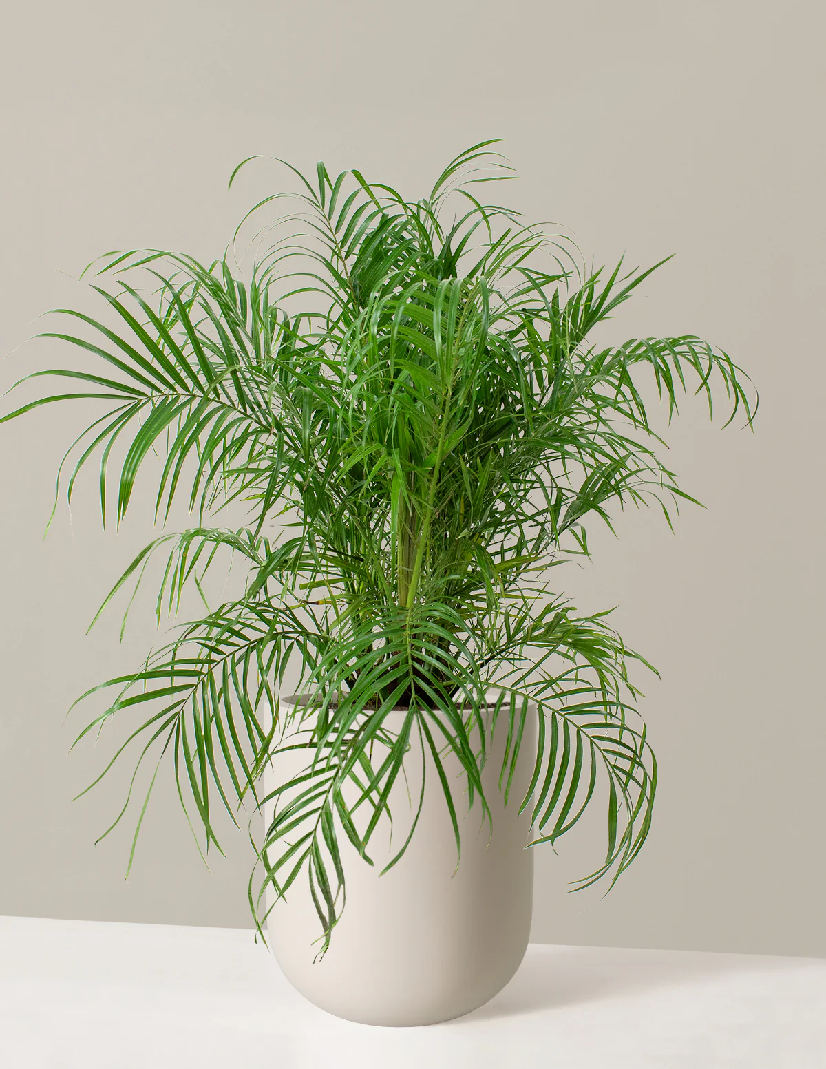 Large Pygmy Date Palm - Image 5