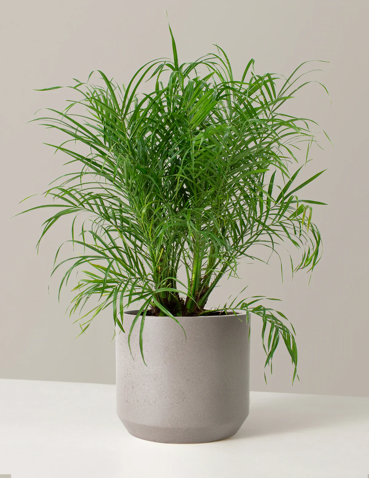 Large Pygmy Date Palm - Image 6