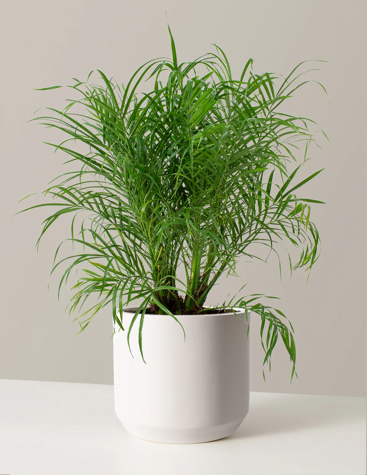 Large Pygmy Date Palm - Image 7