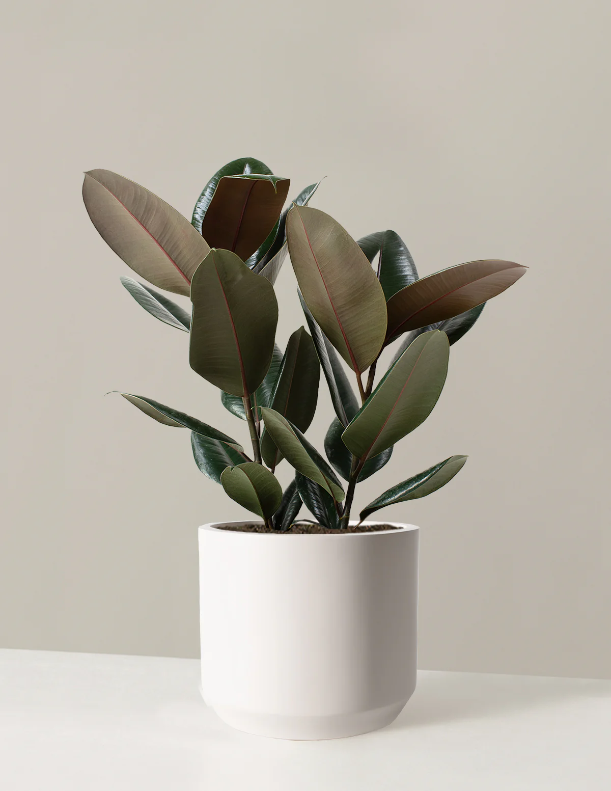 Ficus Burgundy Rubber Plant - Image 10