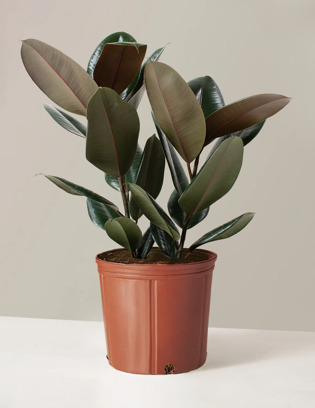 Ficus Burgundy Rubber Plant - Image 11