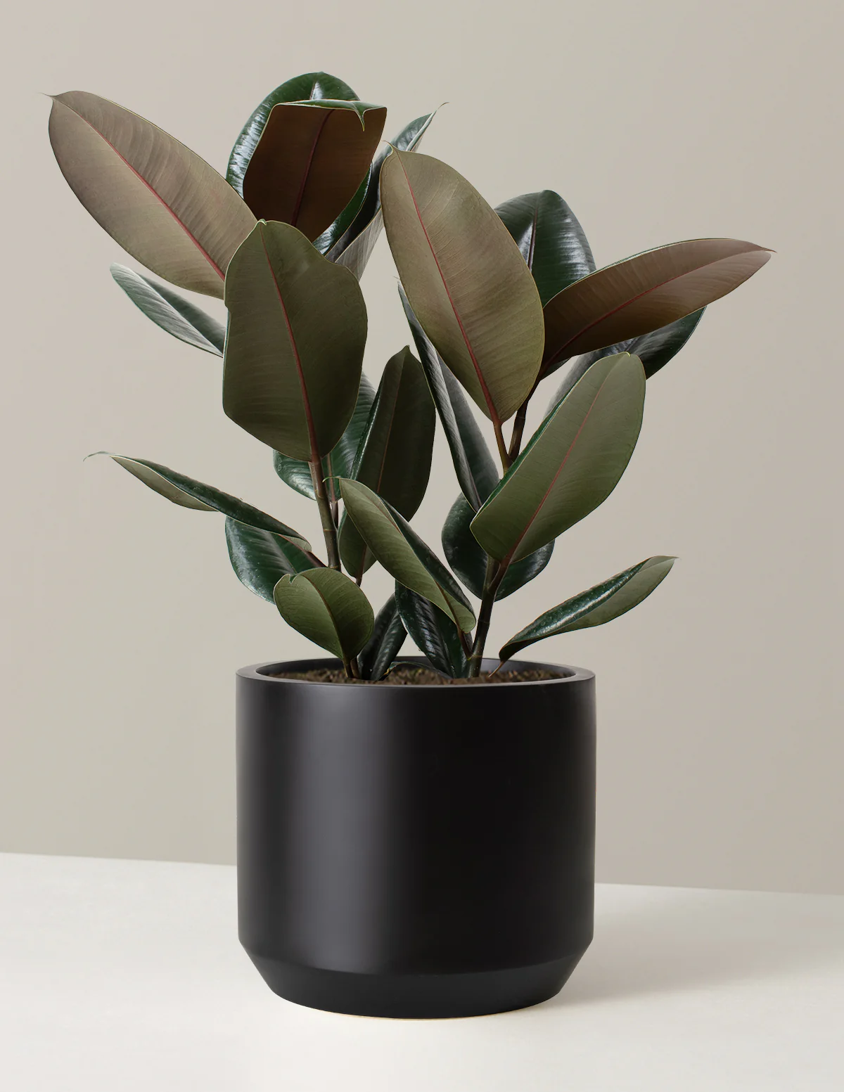 Ficus Burgundy Rubber Plant - Image 12