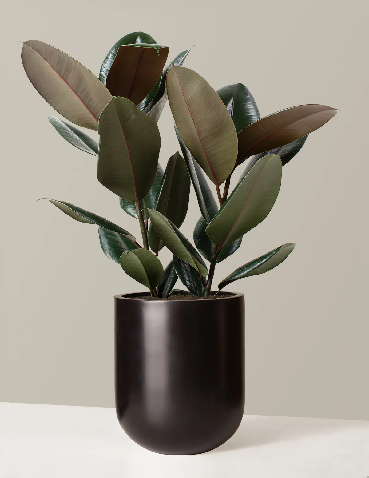 Ficus Burgundy Rubber Plant - Image 13