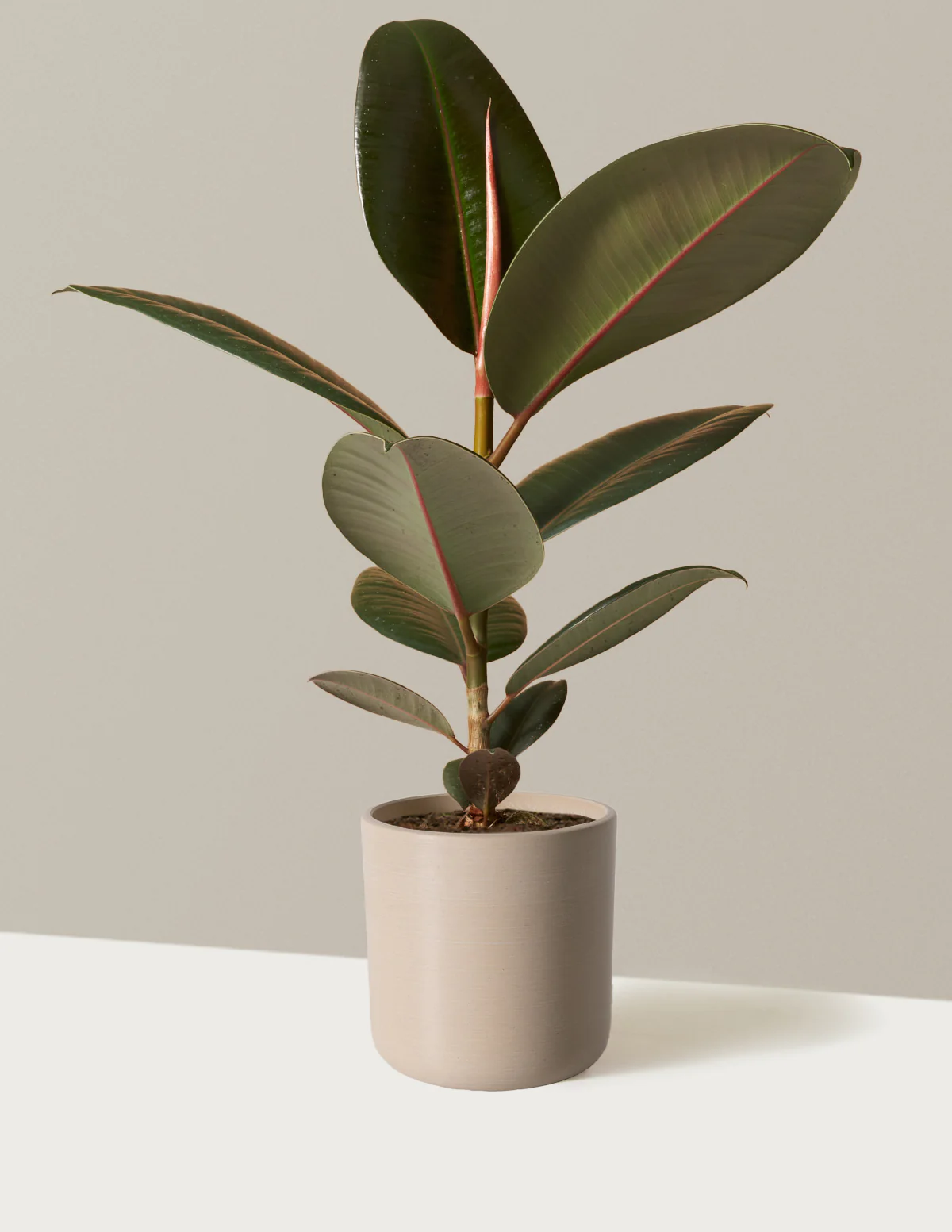 Ficus Burgundy Rubber Plant - Image 14
