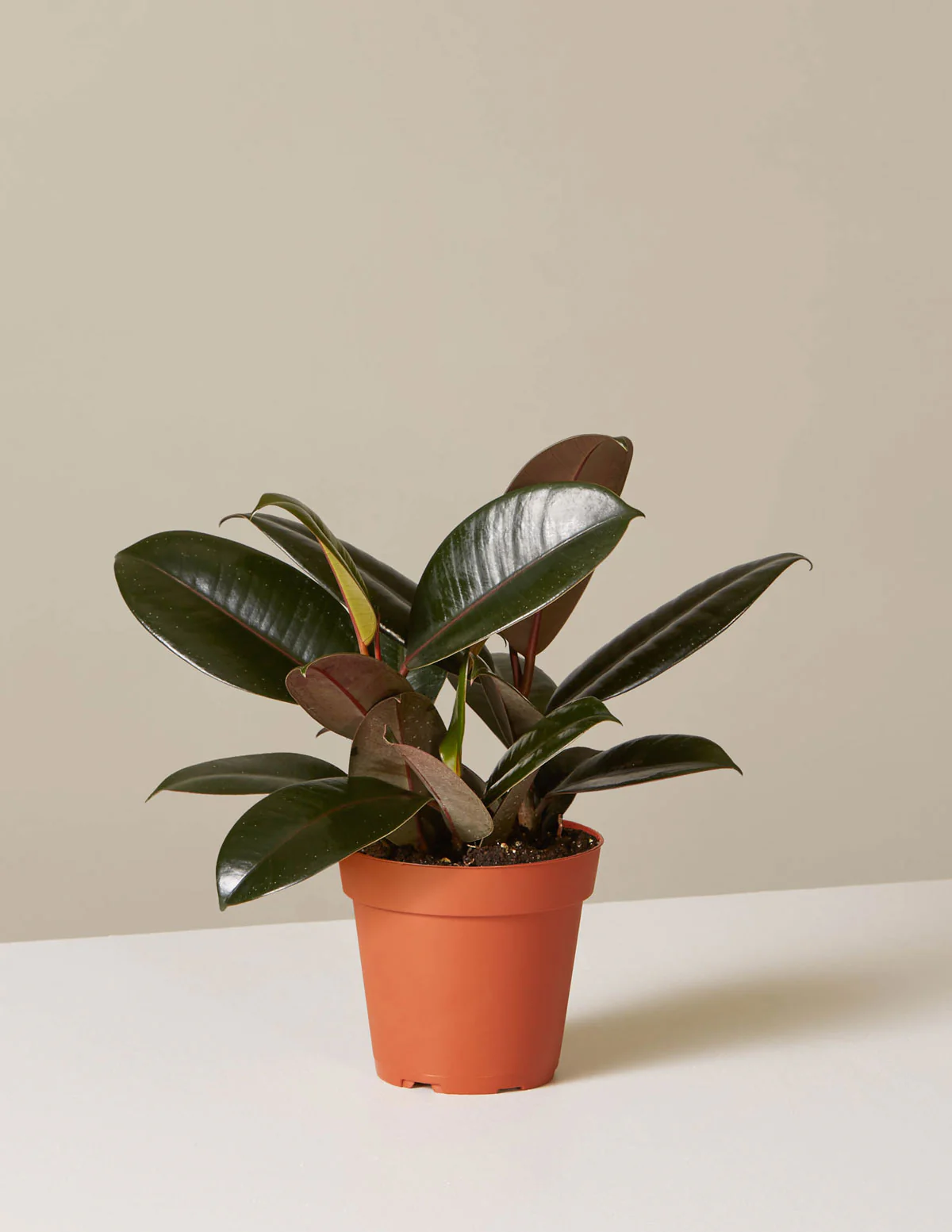 Ficus Burgundy Rubber Plant - Image 15
