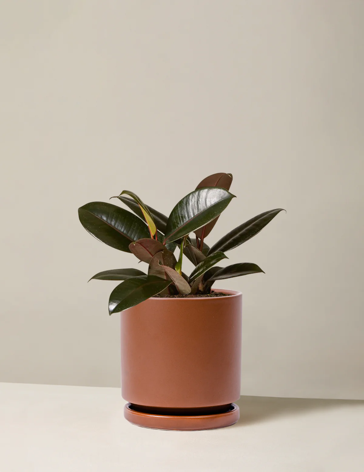Ficus Burgundy Rubber Plant - Image 16