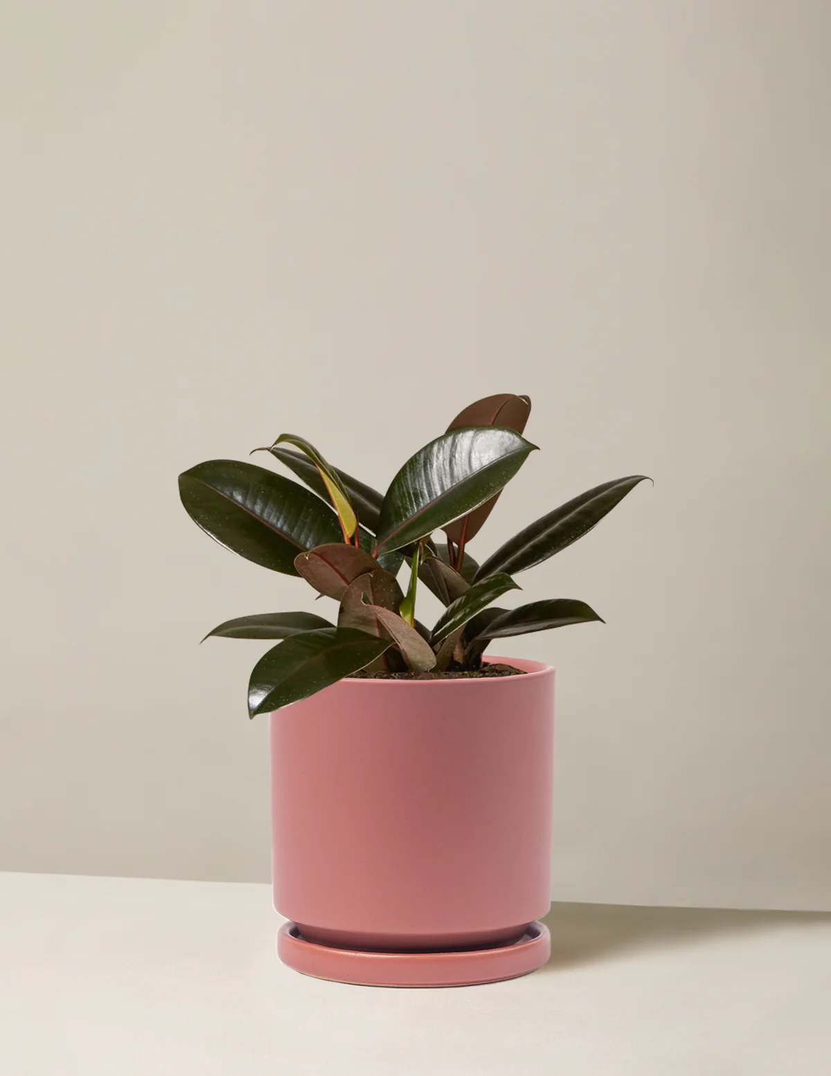 Ficus Burgundy Rubber Plant - Image 17