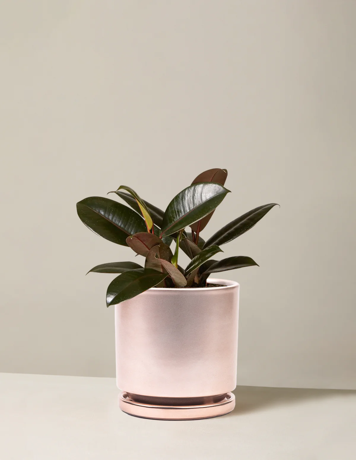 Ficus Burgundy Rubber Plant - Image 18