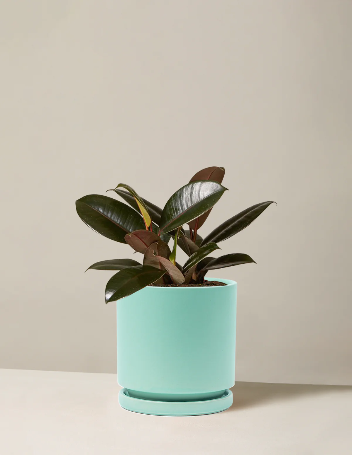 Ficus Burgundy Rubber Plant - Image 19