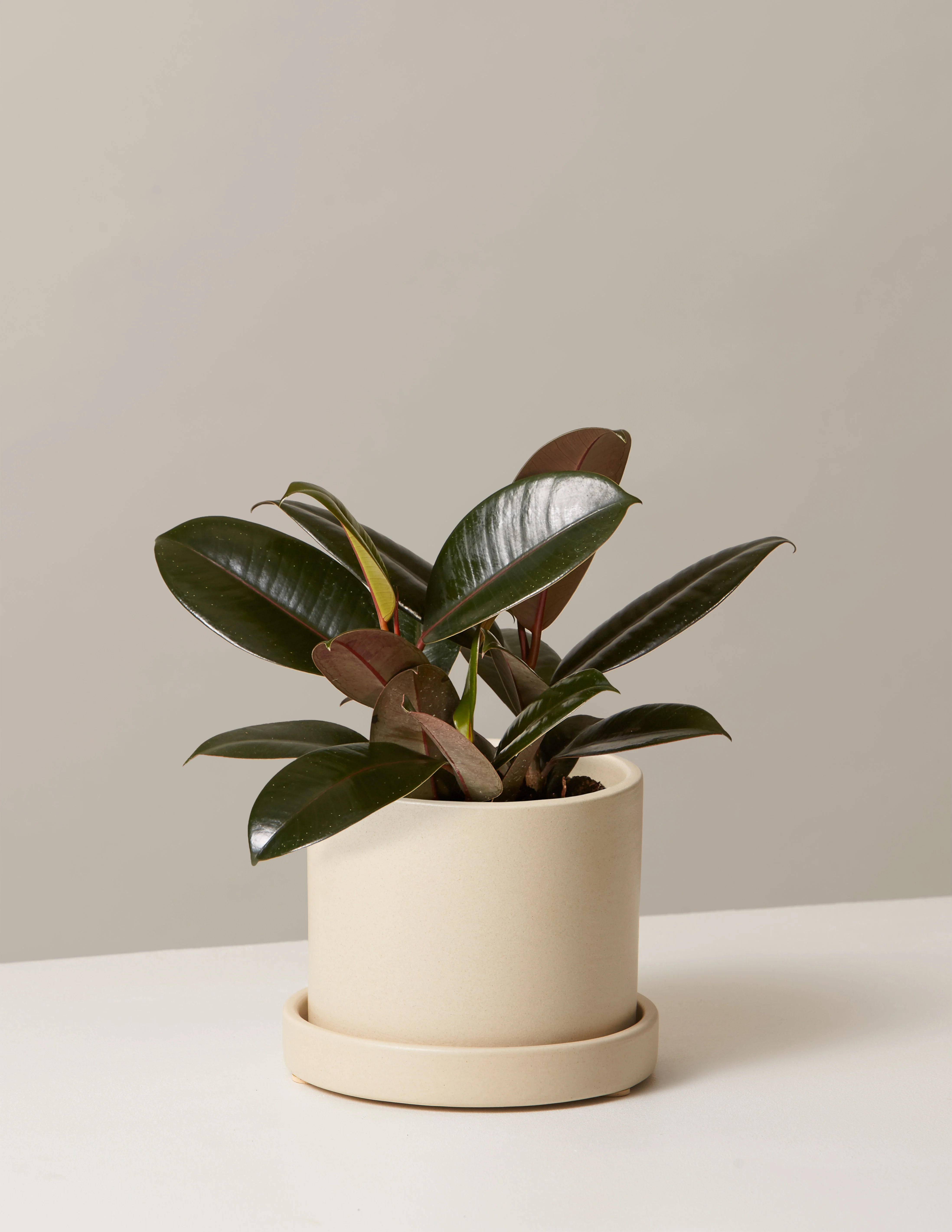 Ficus Burgundy Rubber Plant - Image 20