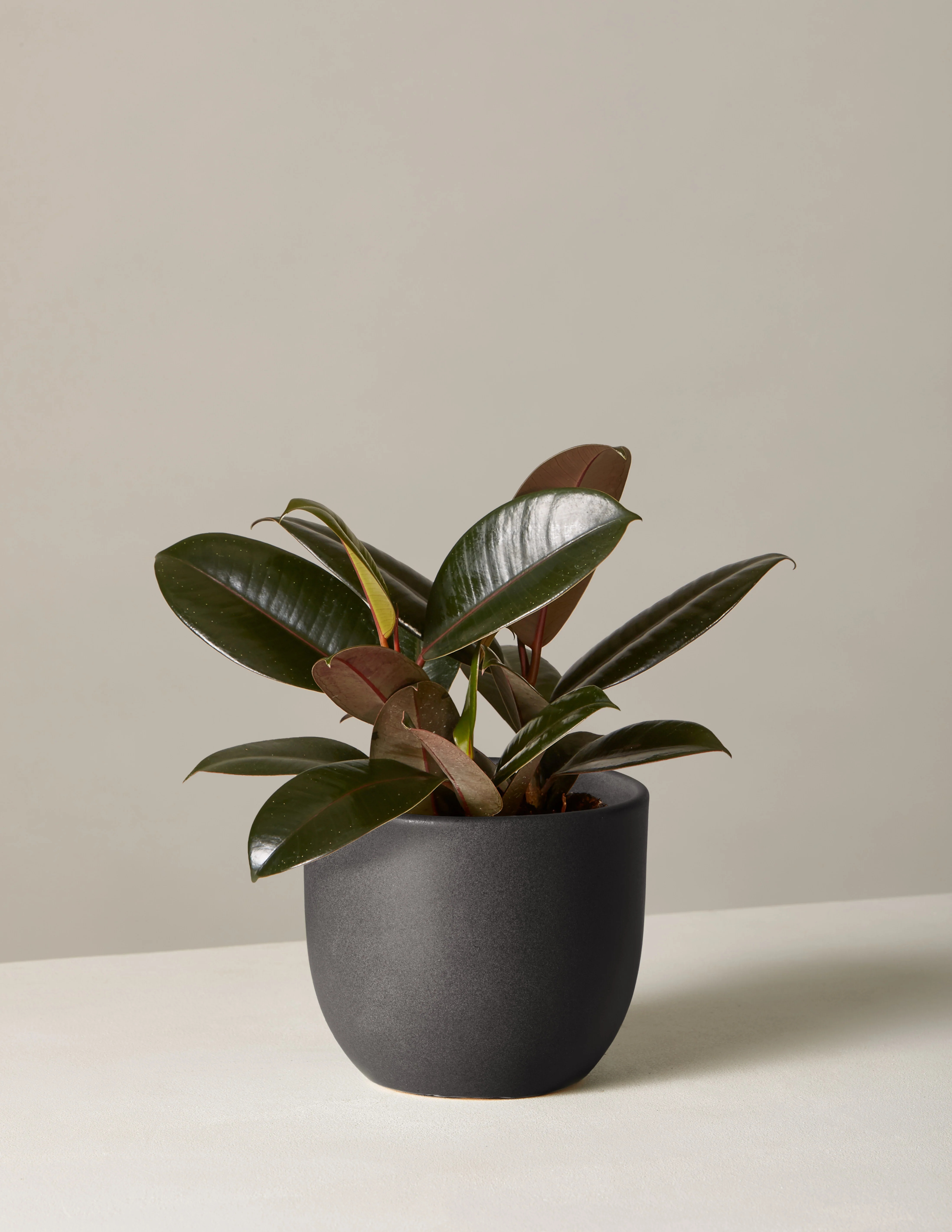 Ficus Burgundy Rubber Plant - Image 21