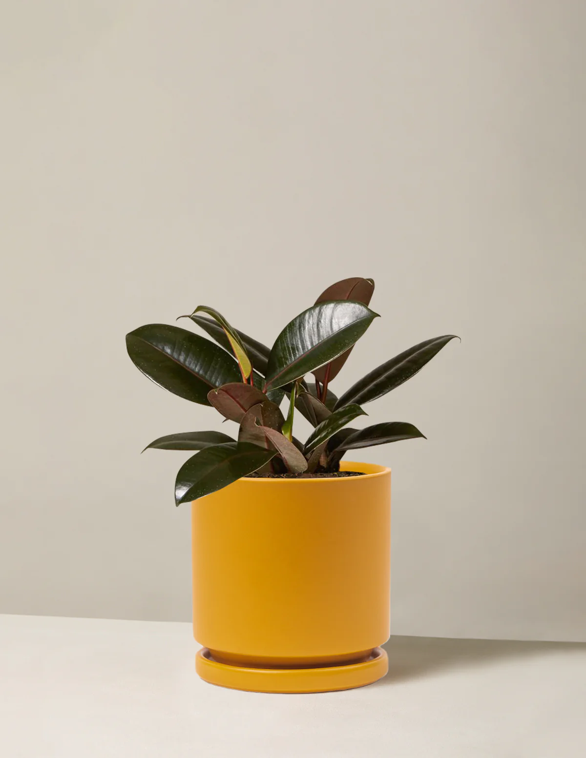 Ficus Burgundy Rubber Plant - Image 22