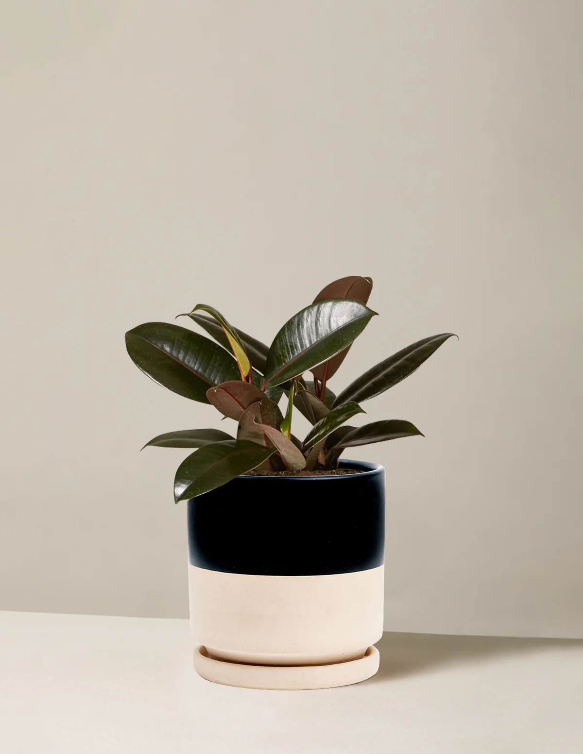 Ficus Burgundy Rubber Plant - Image 23